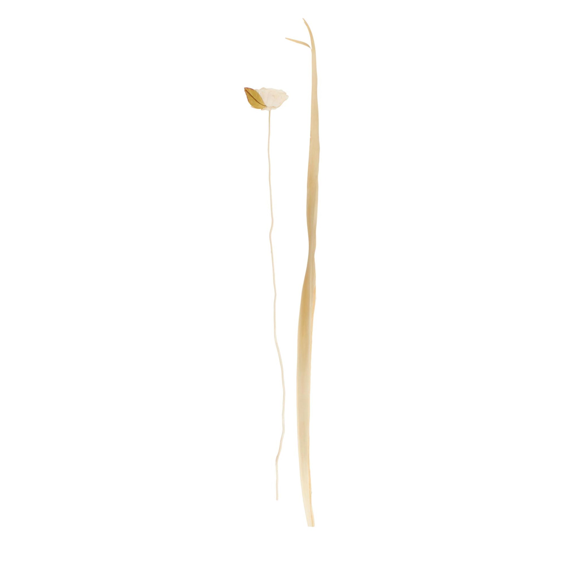 Cream Dried Plant Tall Home Decor Natural Foliage with Flower Petals and Leaves