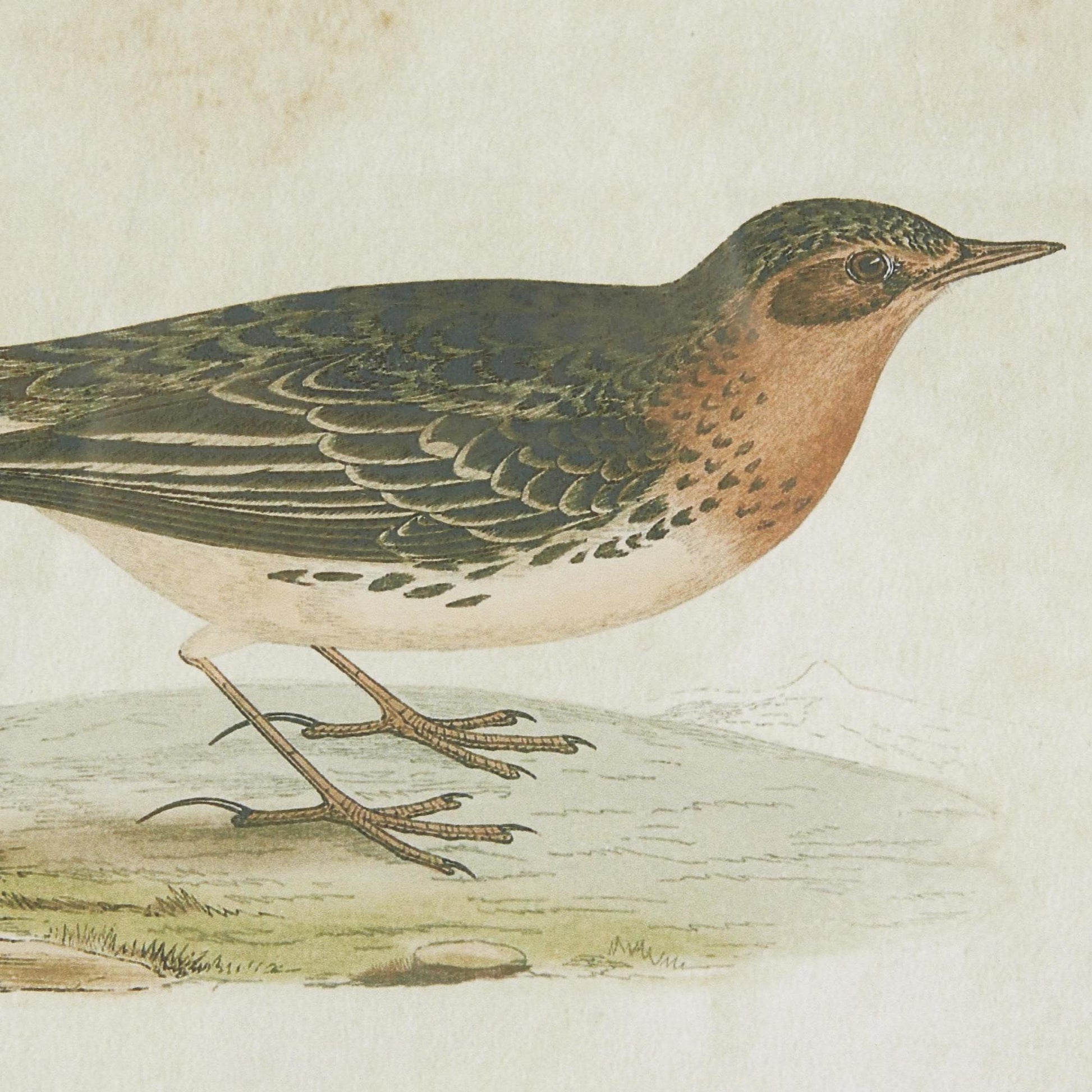 Set of 2 Bird Black Wood Living Room Framed Wall Art with Black Frame