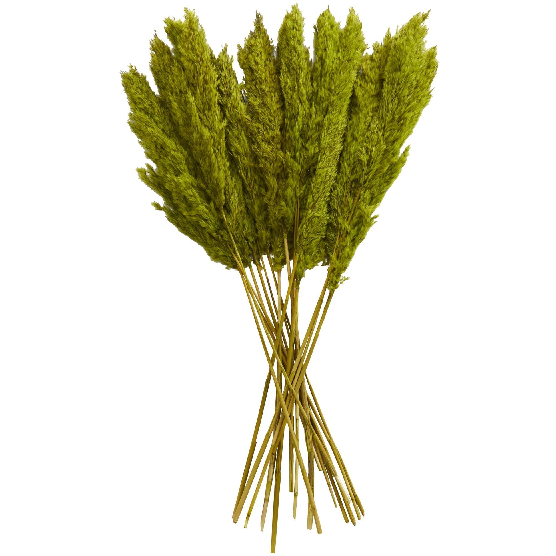 Pampas Dried Plant Grass Home Decor Natural Foliage with Long Stems