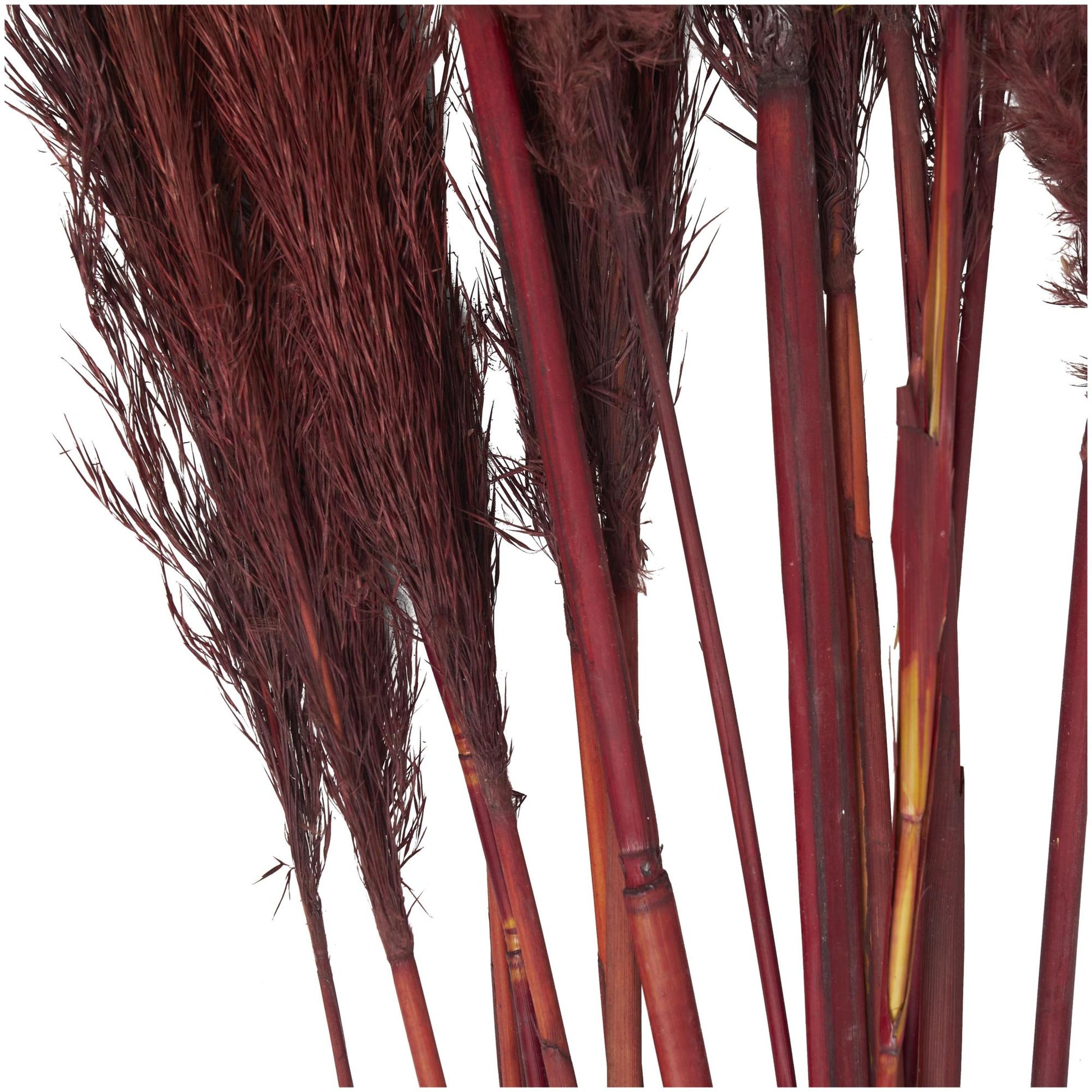 Pampas Dried Plant Grass Home Decor Natural Foliage with Long Stems