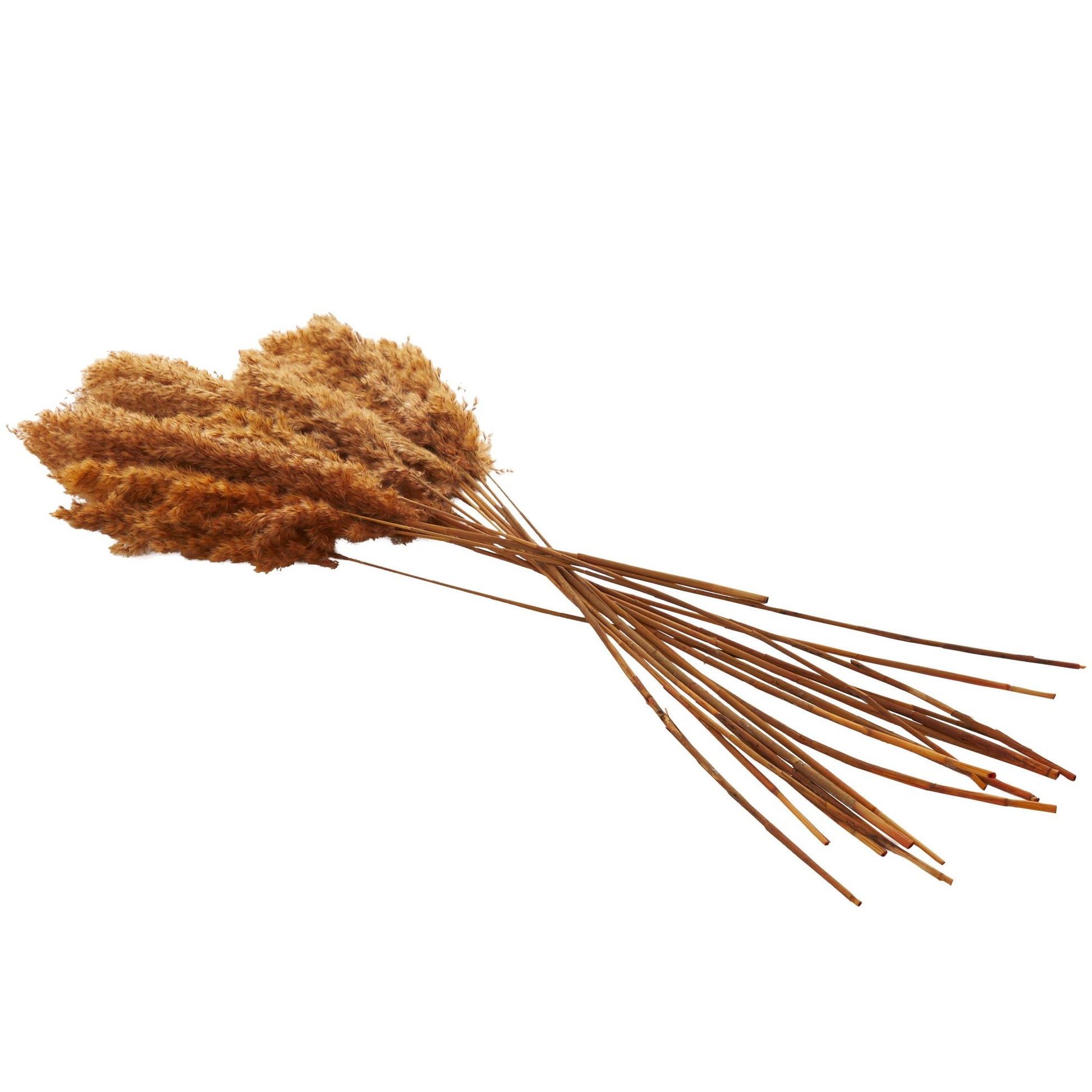 Pampas Dried Plant Grass Home Decor Natural Foliage with Long Stems