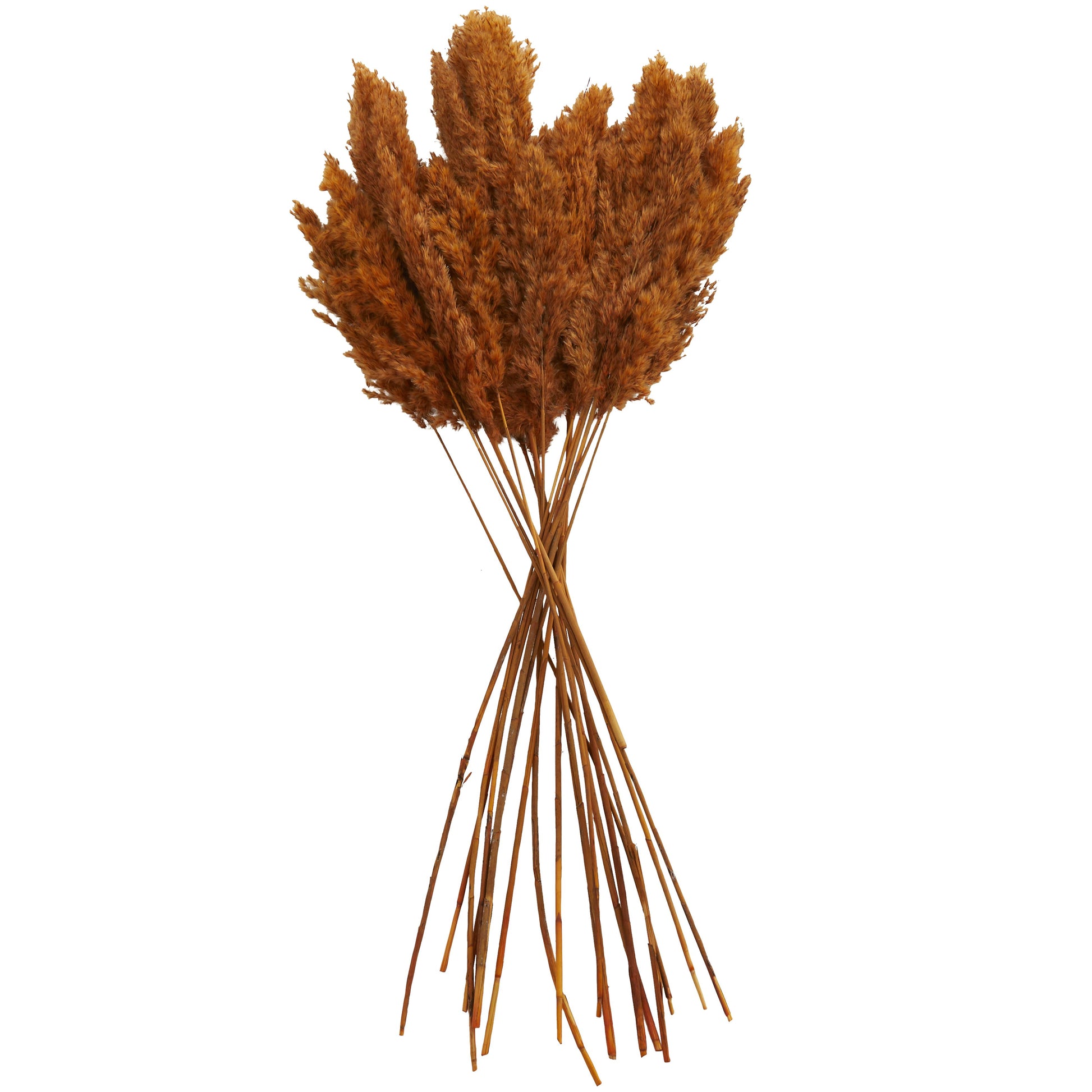 Pampas Dried Plant Grass Home Decor Natural Foliage with Long Stems