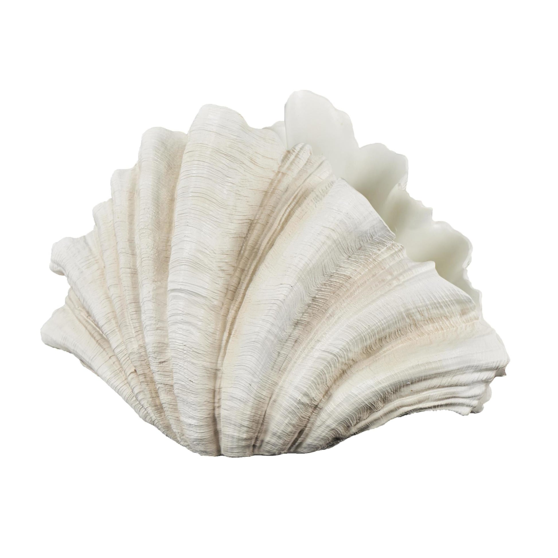 Shell Cream Resin Textured Decorative Sculpture