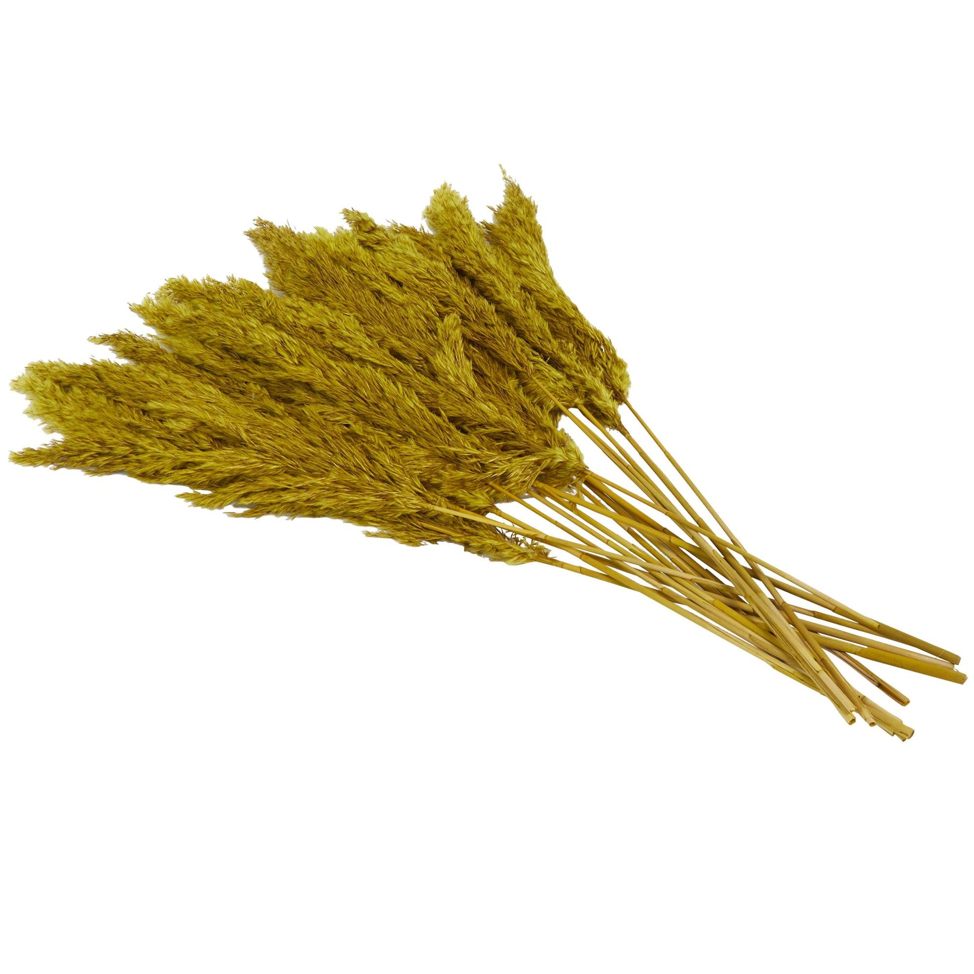 Pampas Dried Plant Grass Home Decor Natural Foliage with Long Stems