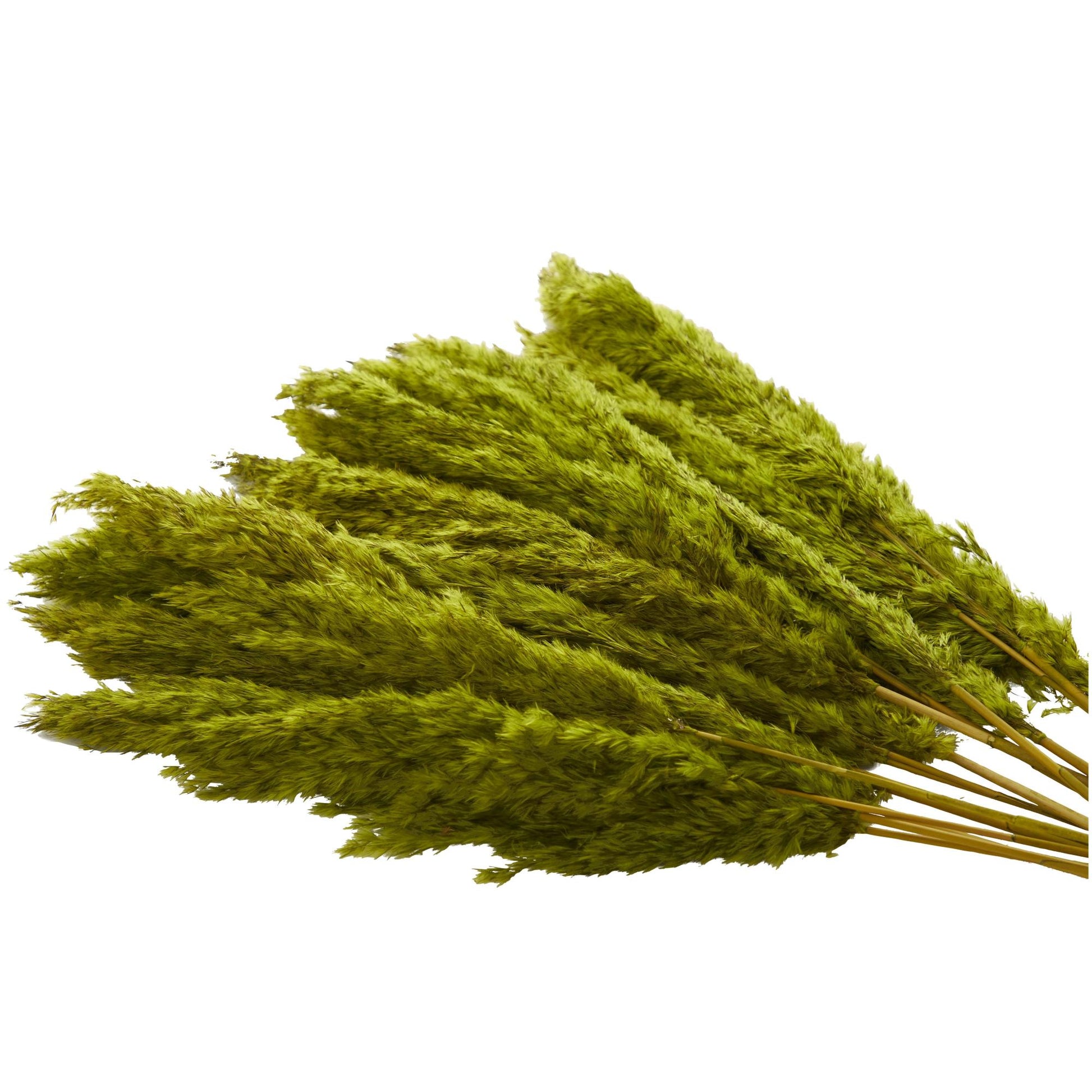 Pampas Dried Plant Grass Home Decor Natural Foliage with Long Stems