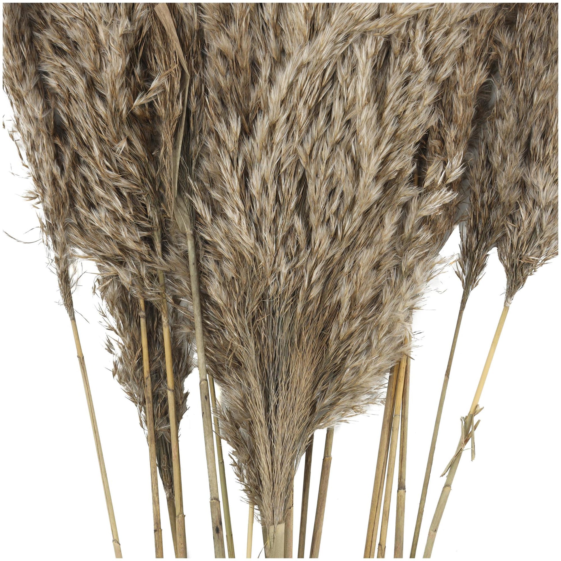 Pampas Dried Plant Grass Home Decor Natural Foliage with Long Stems