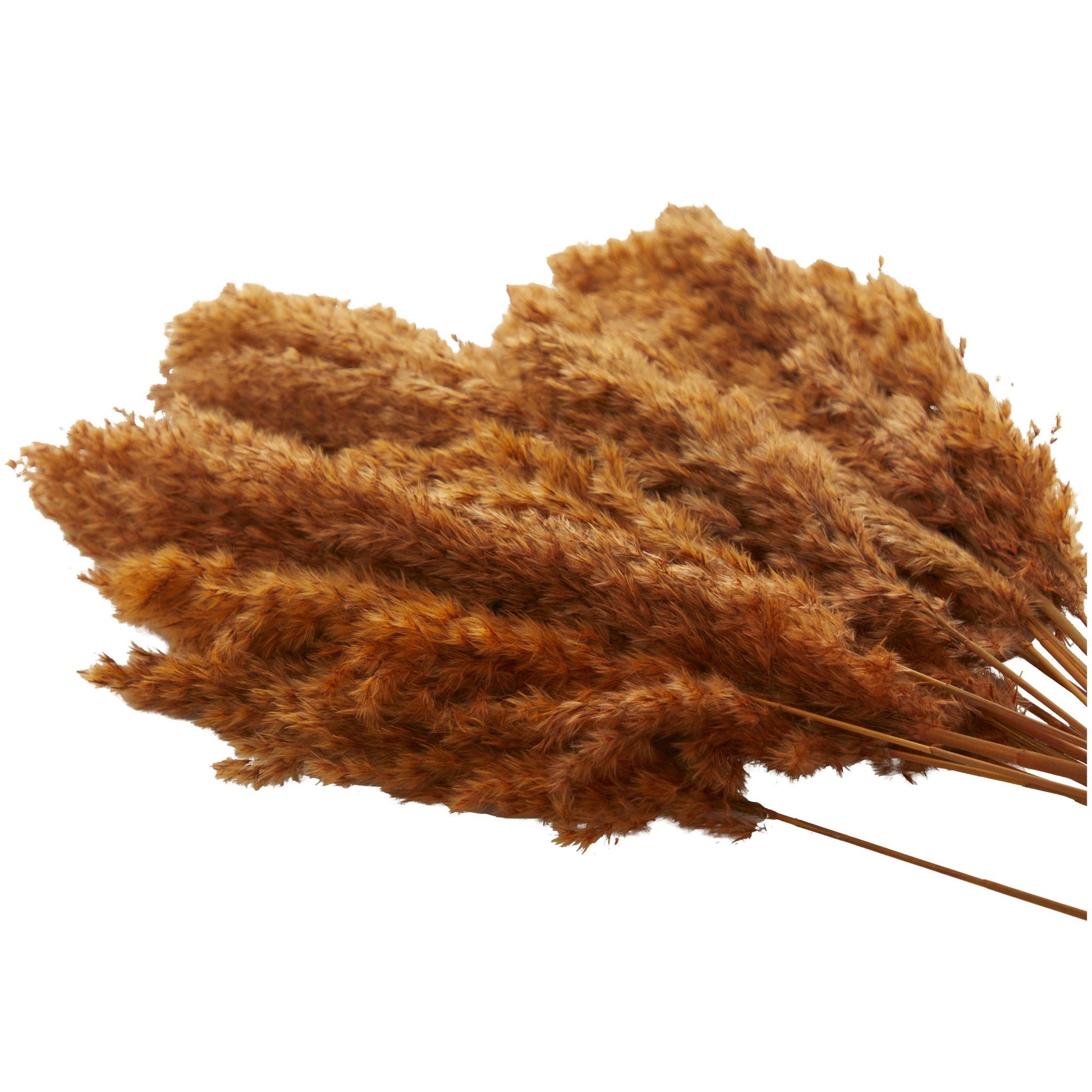 Pampas Dried Plant Grass Home Decor Natural Foliage with Long Stems