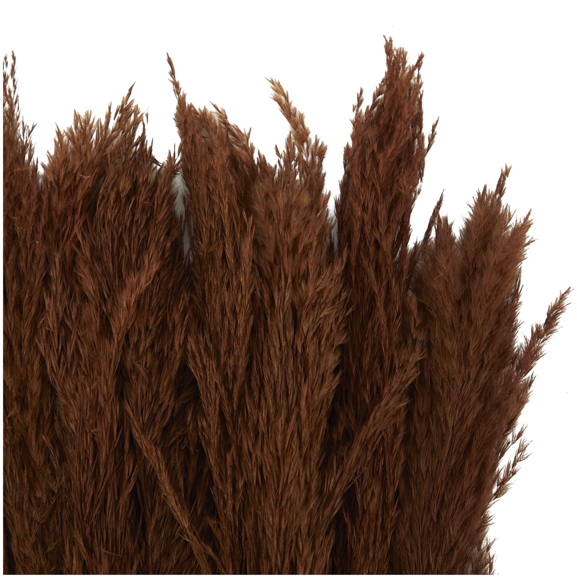 Pampas Dried Plant Grass Home Decor Natural Foliage with Long Stems
