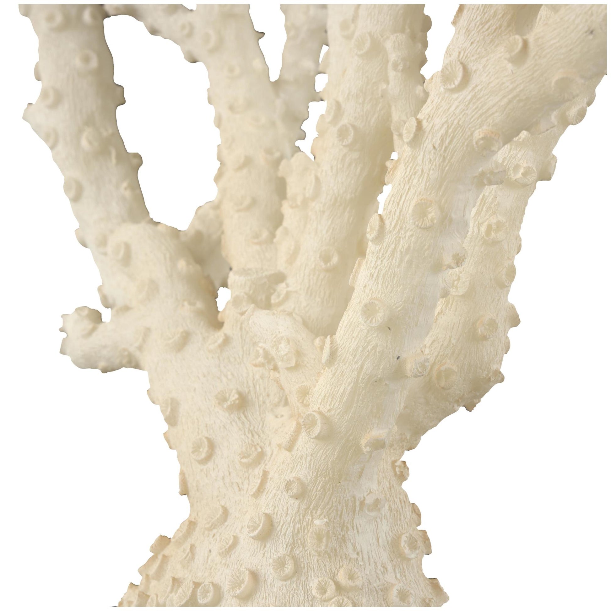 Coral Cream Polystone Decorative Sculpture with Clear Acrylic Base
