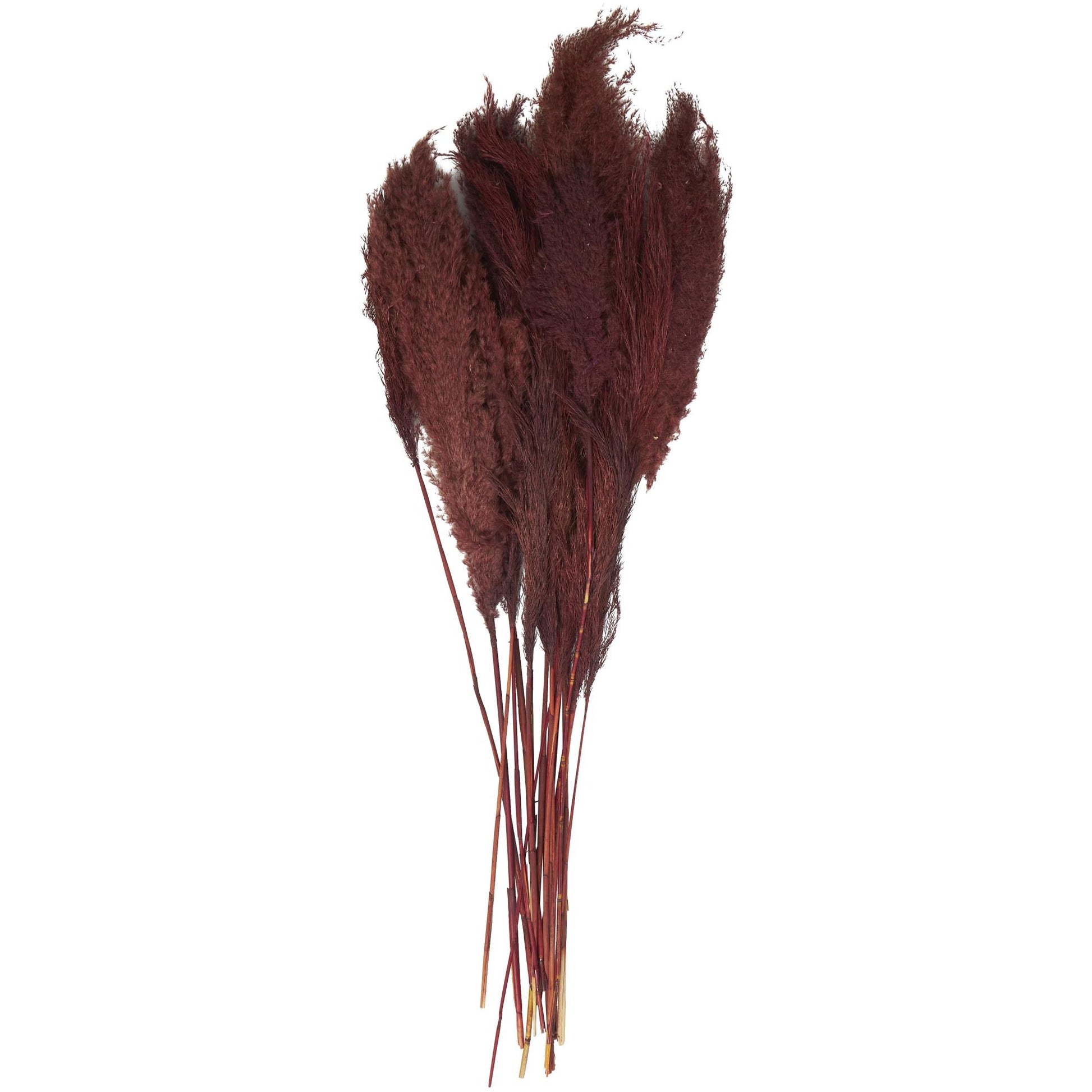 Pampas Dried Plant Grass Home Decor Natural Foliage with Long Stems