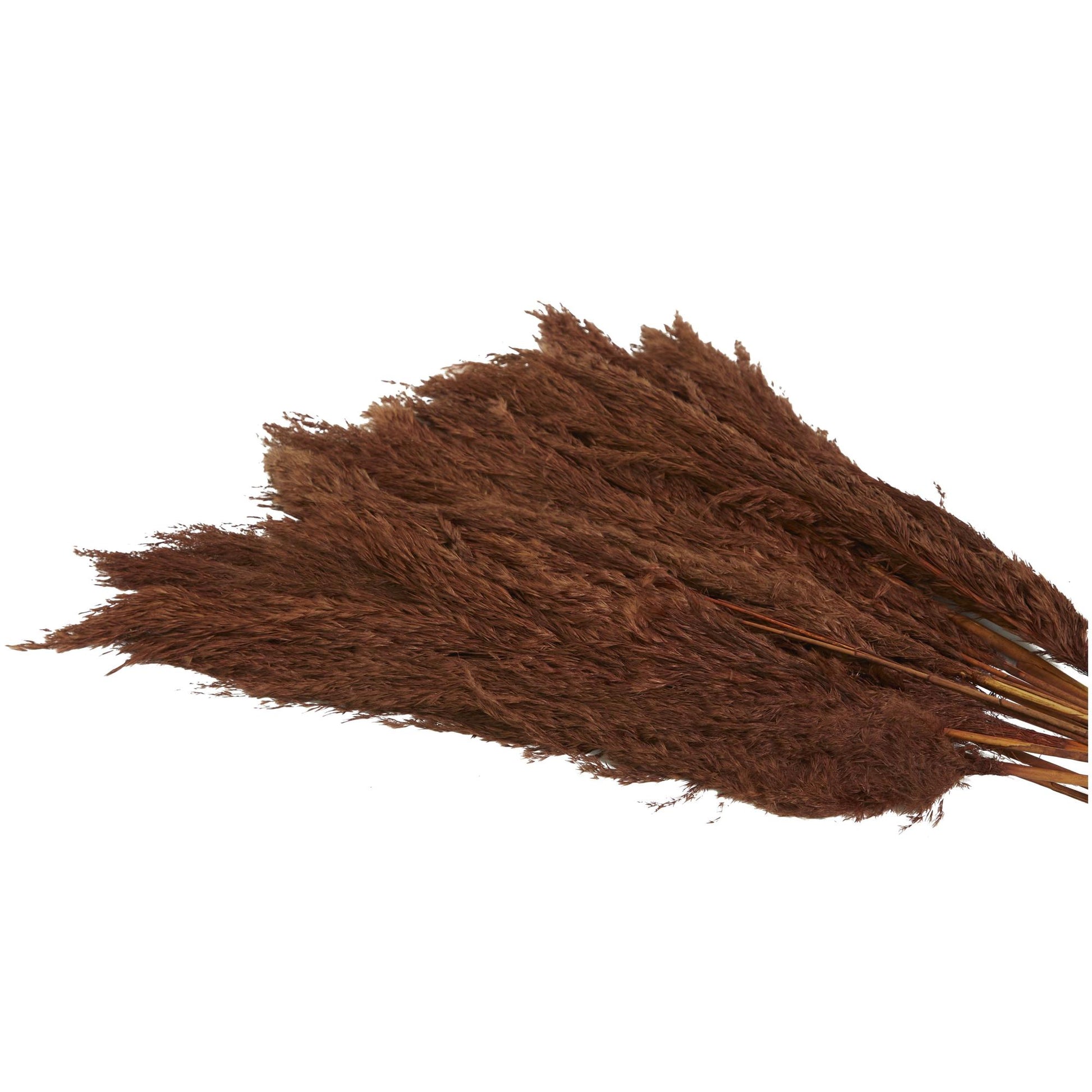Pampas Dried Plant Grass Home Decor Natural Foliage with Long Stems