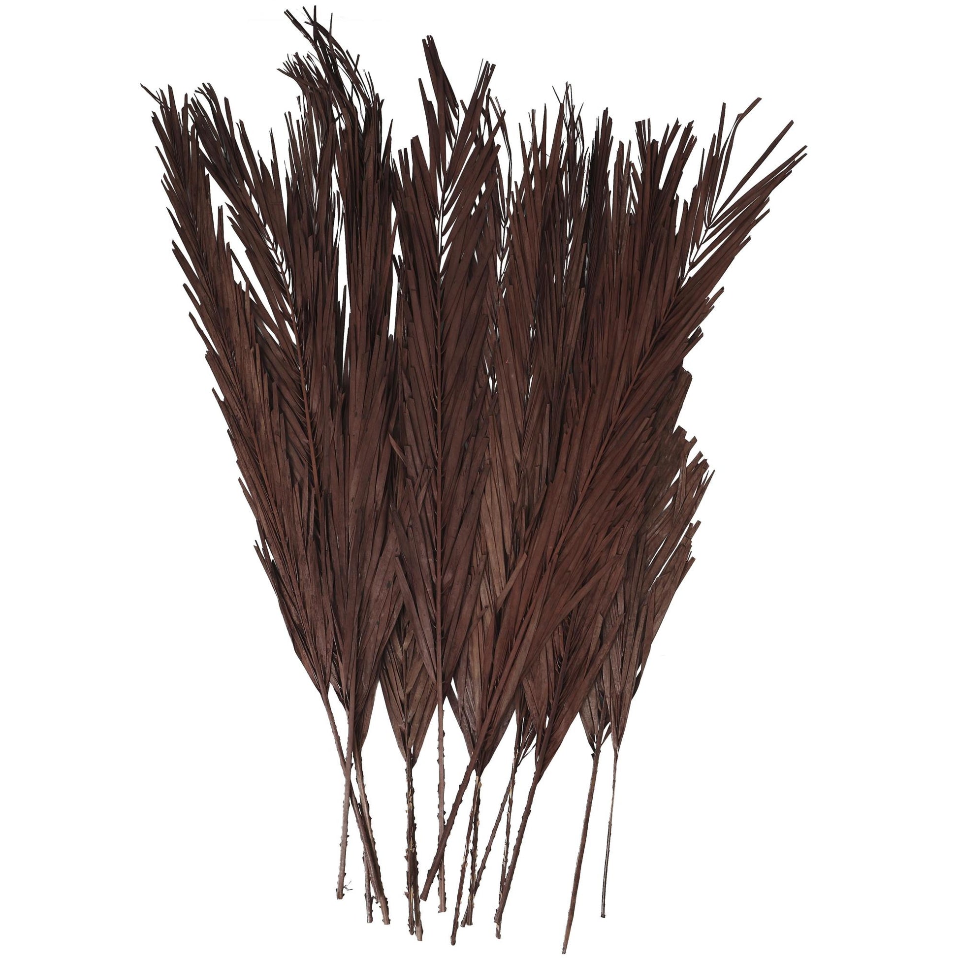 Palm Leaf Dried Plant Tall Home Decor Natural Foliage with Grass and Feather Inspired Stems