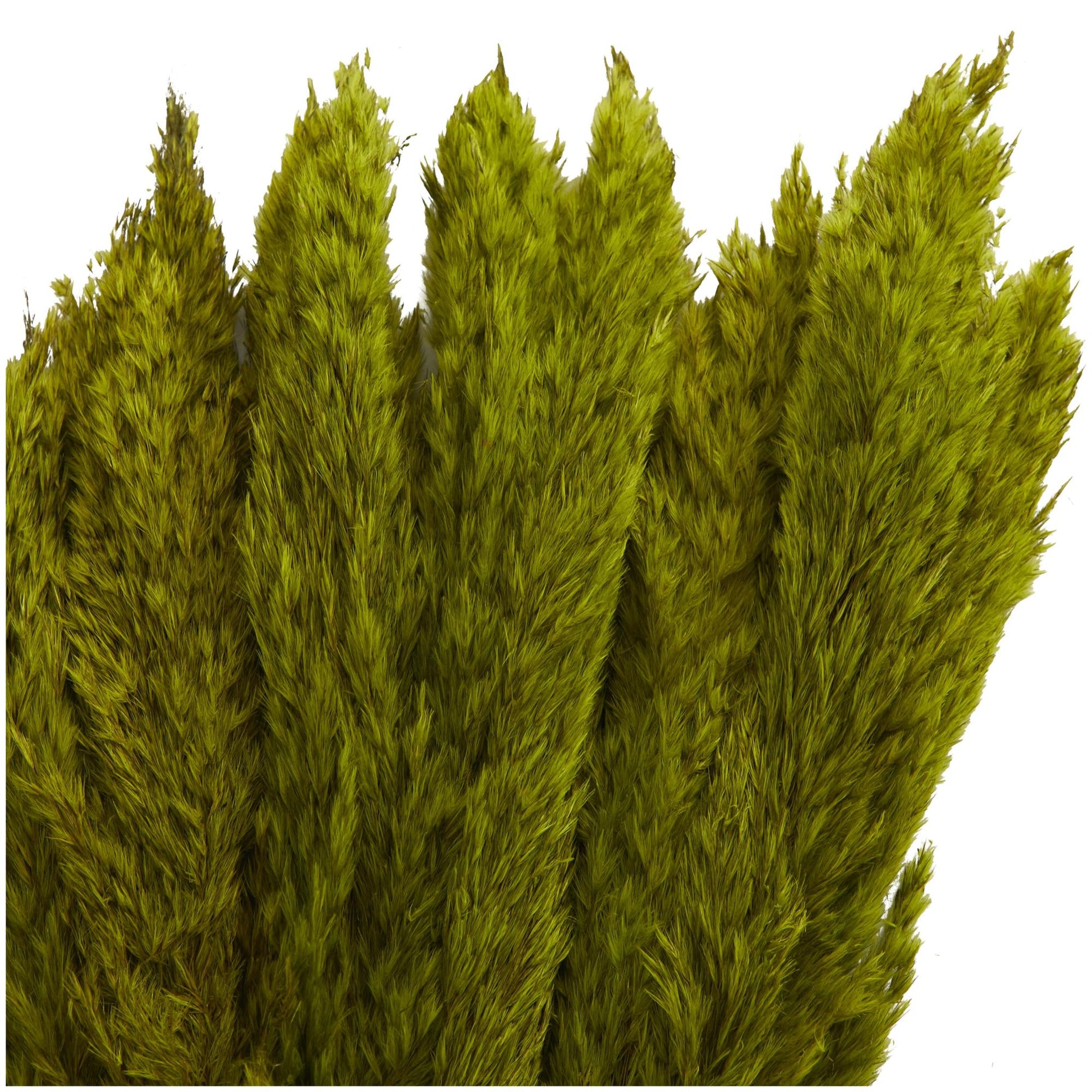 Pampas Dried Plant Grass Home Decor Natural Foliage with Long Stems