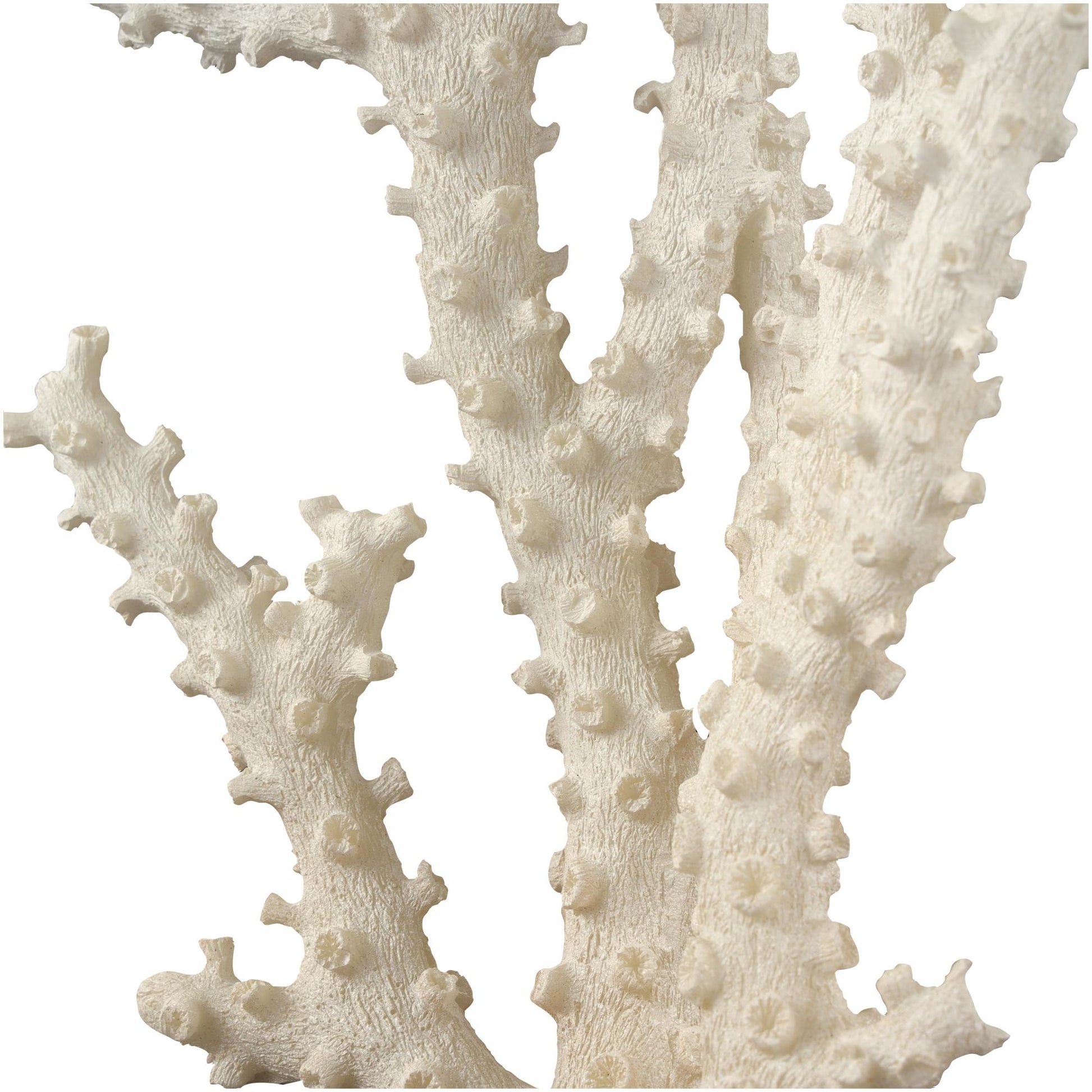 Coral Cream Polystone Decorative Sculpture with Clear Acrylic Base