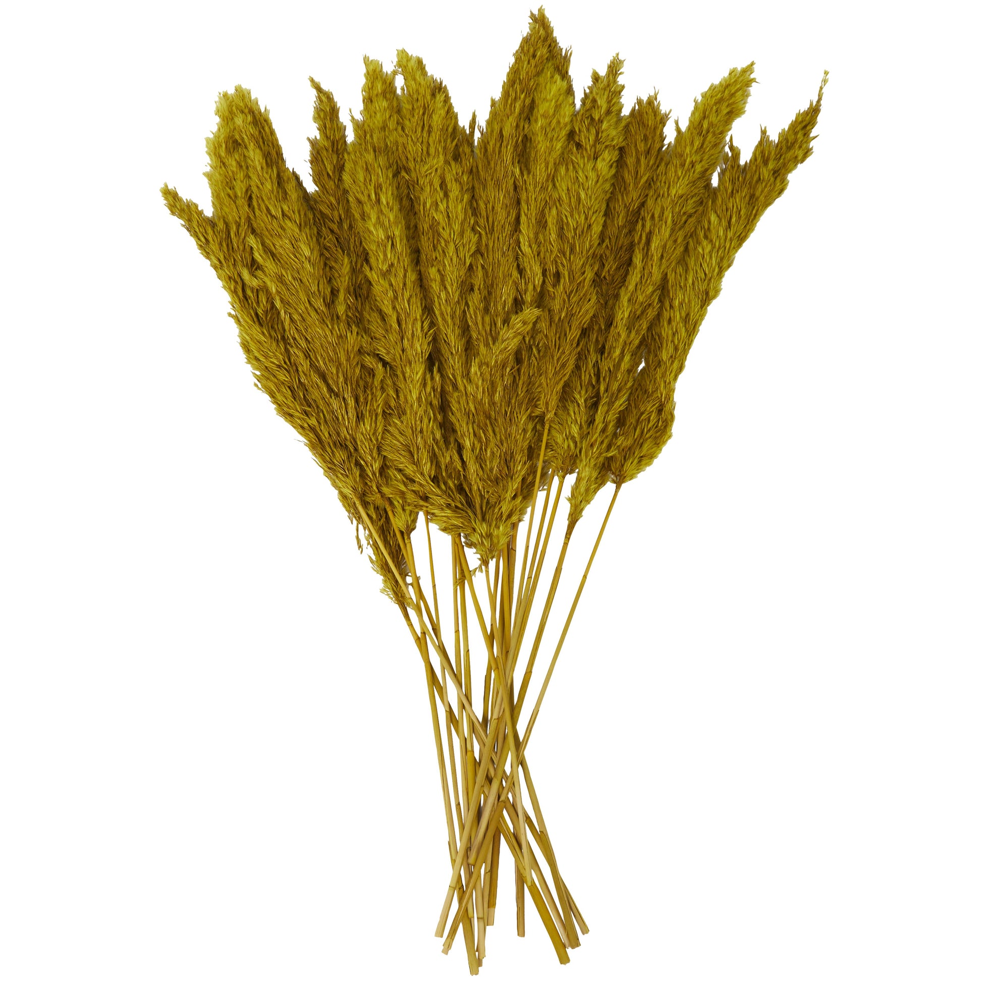 Pampas Dried Plant Grass Home Decor Natural Foliage with Long Stems