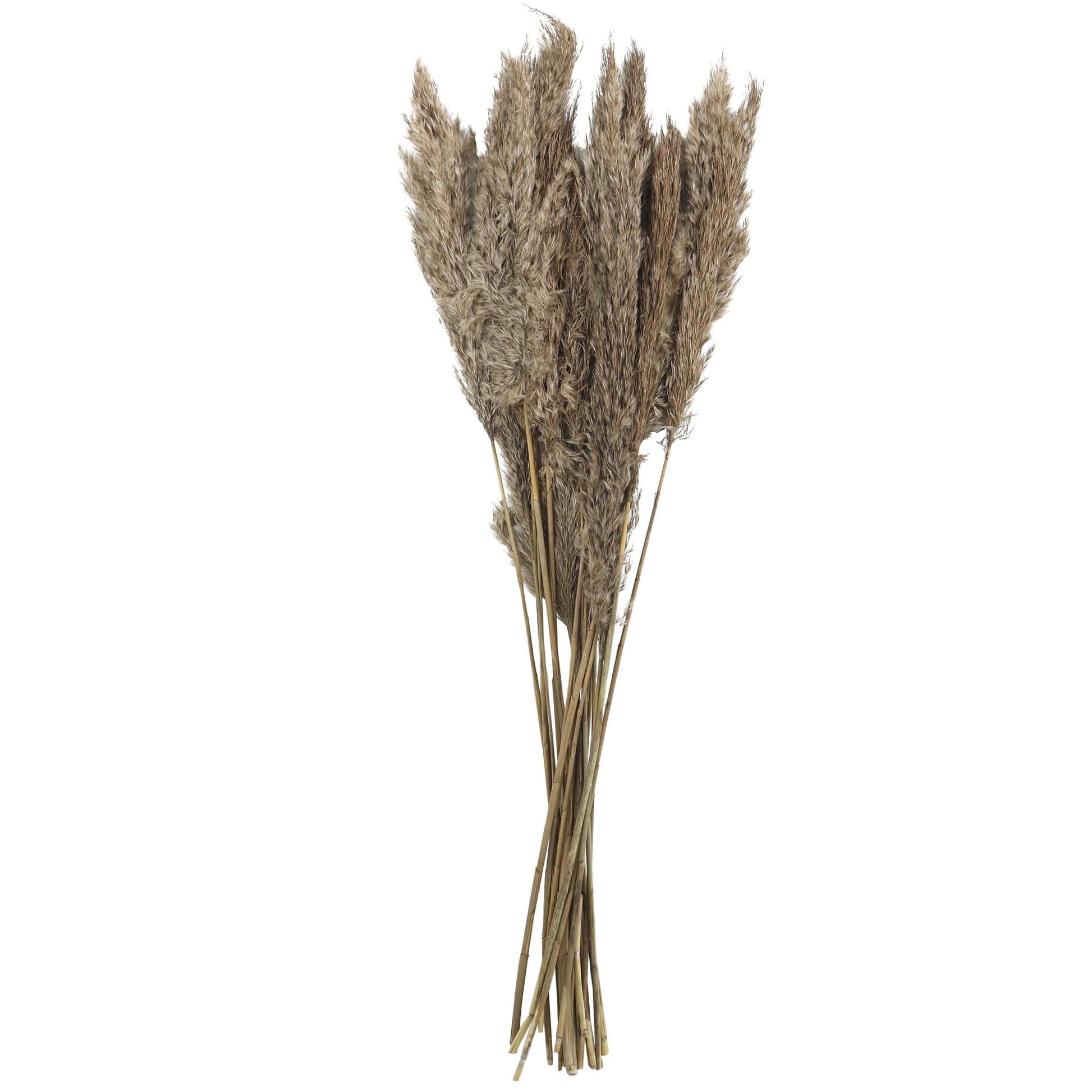 Pampas Dried Plant Grass Home Decor Natural Foliage with Long Stems