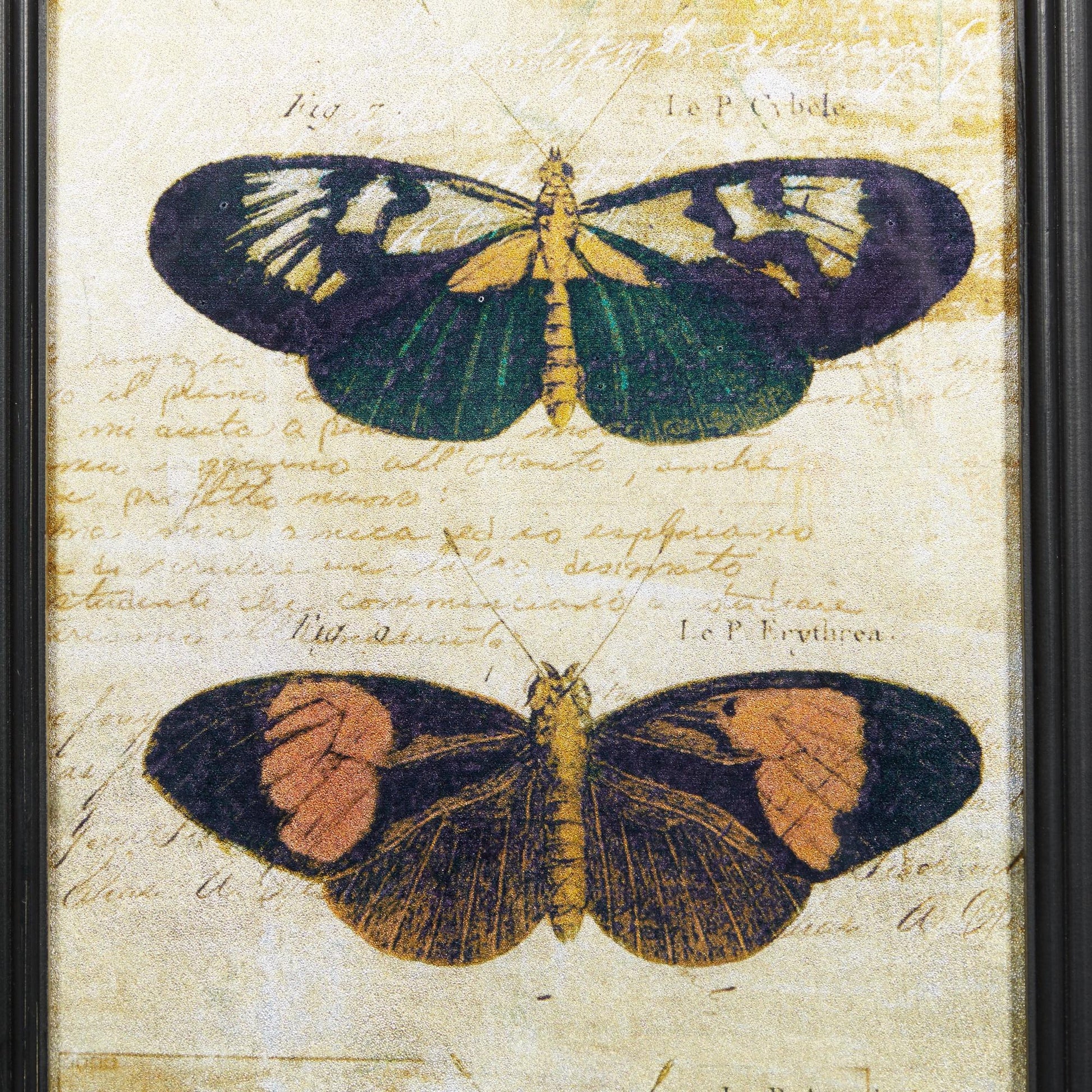 Set of 2 Butterfly Multi Colored Glass Living Room Framed Wall Art with Black Frame