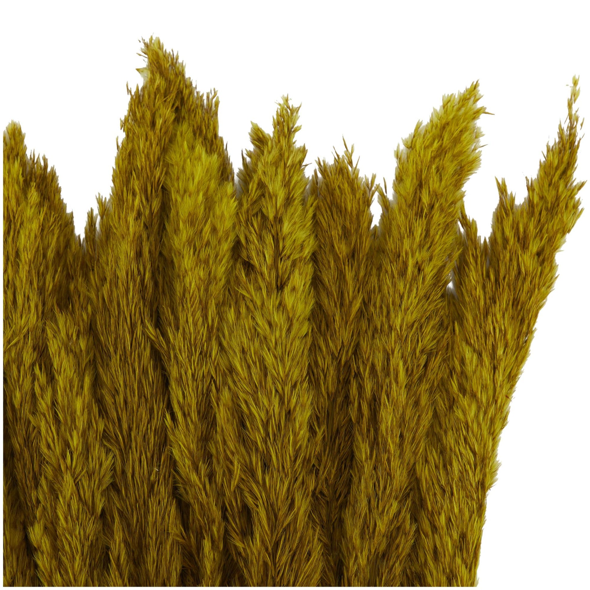 Pampas Dried Plant Grass Home Decor Natural Foliage with Long Stems
