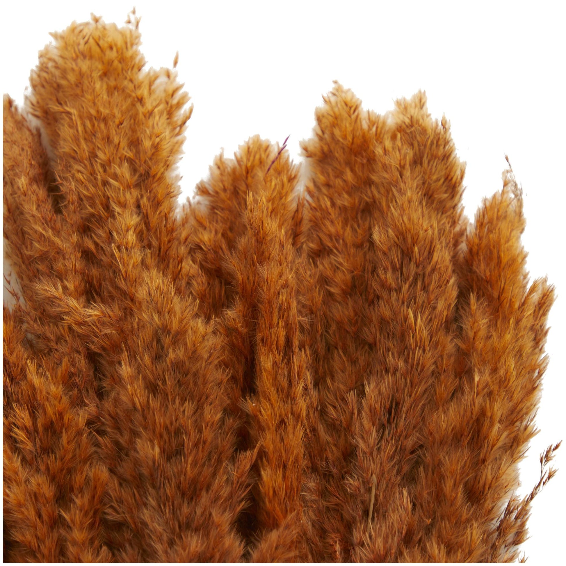 Pampas Dried Plant Grass Home Decor Natural Foliage with Long Stems