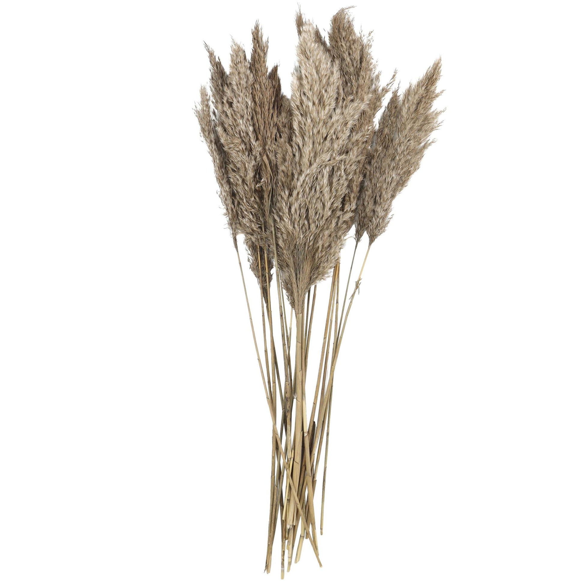 Pampas Dried Plant Grass Home Decor Natural Foliage with Long Stems