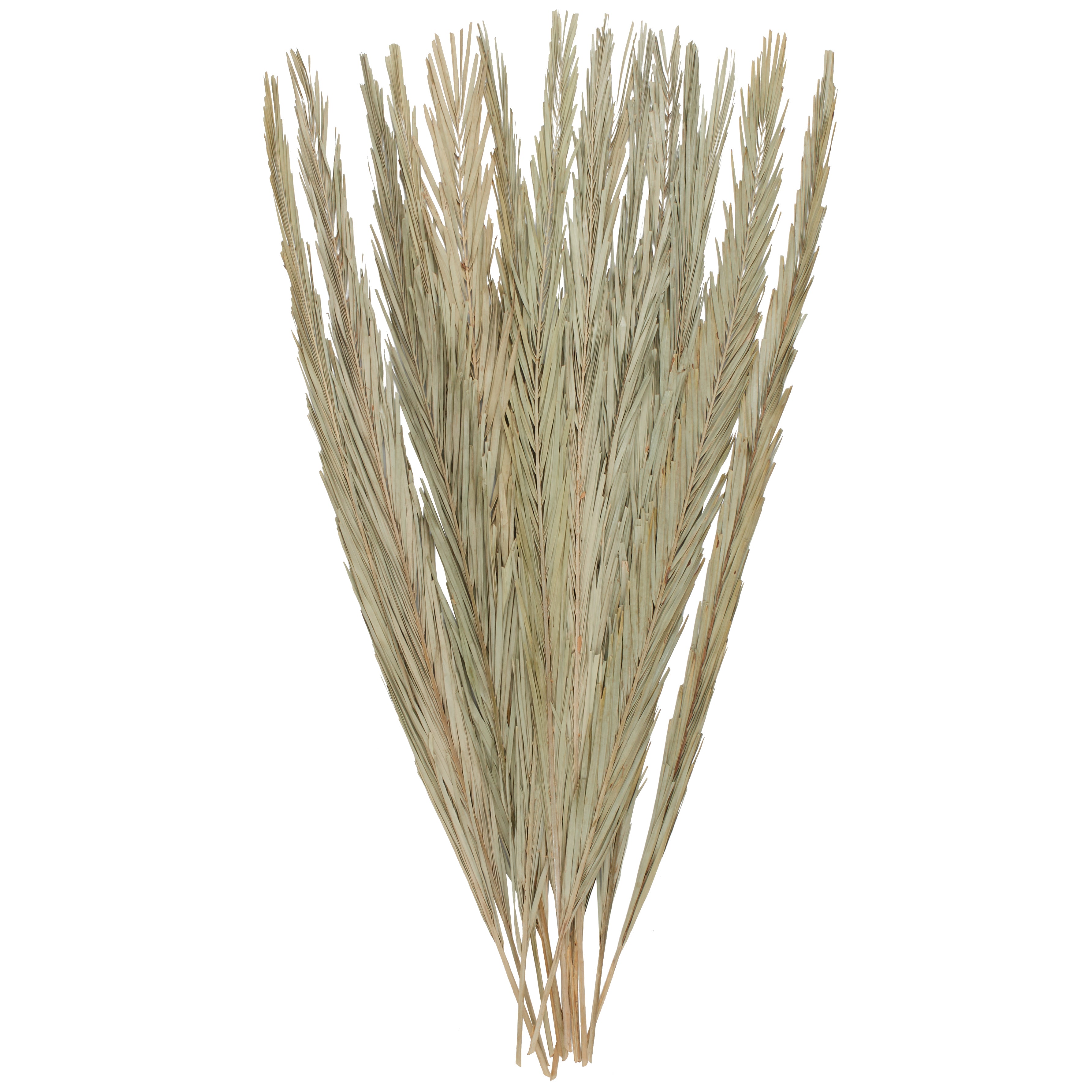Palm Leaf Tall Home Decor Natural Foliage 5" x 5" x 60"