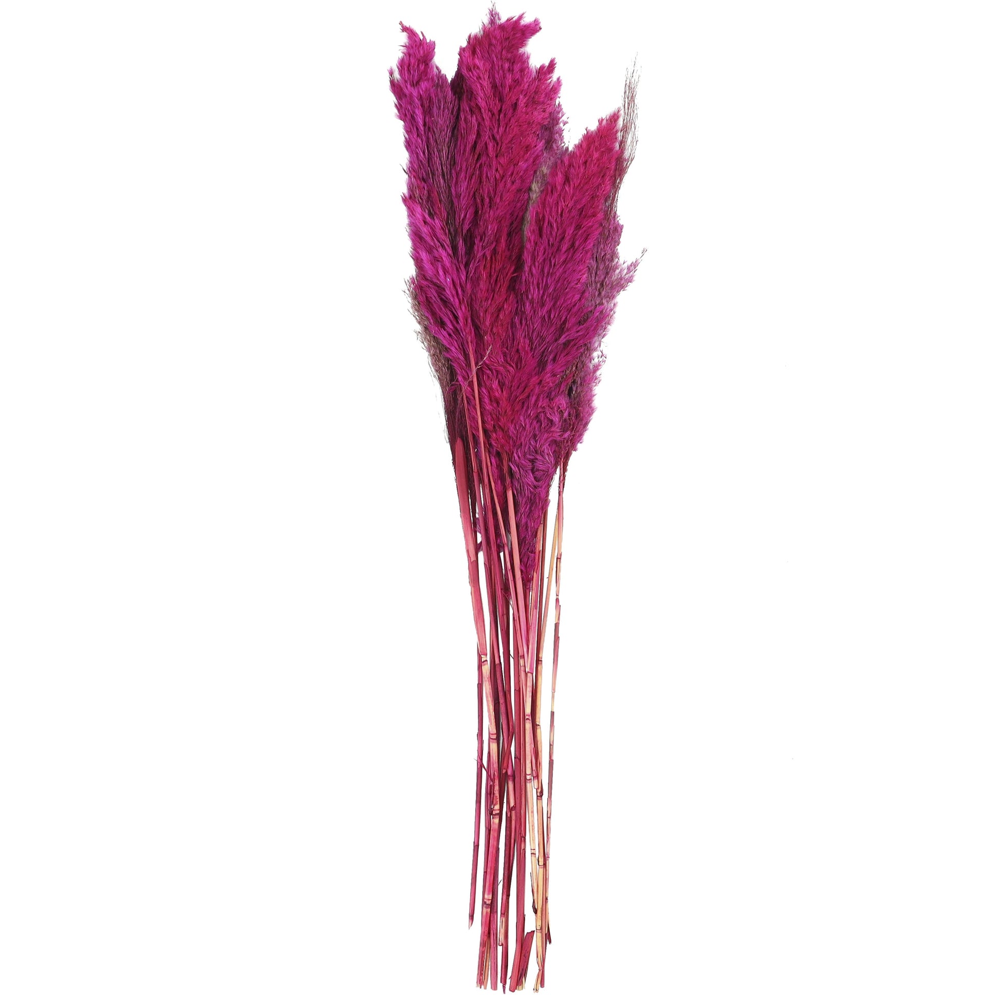 Pampas Dried Plant Grass Home Decor Natural Foliage with Long Stems