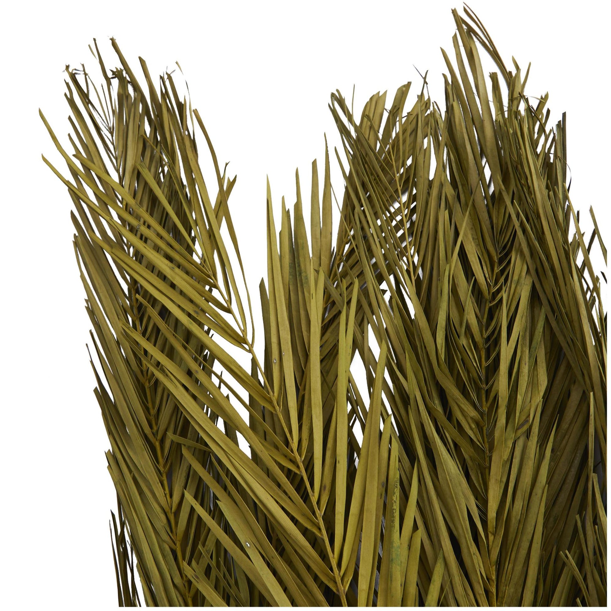 Palm Leaf Dried Plant Tall Home Decor Natural Foliage with Grass and Feather Inspired Stems