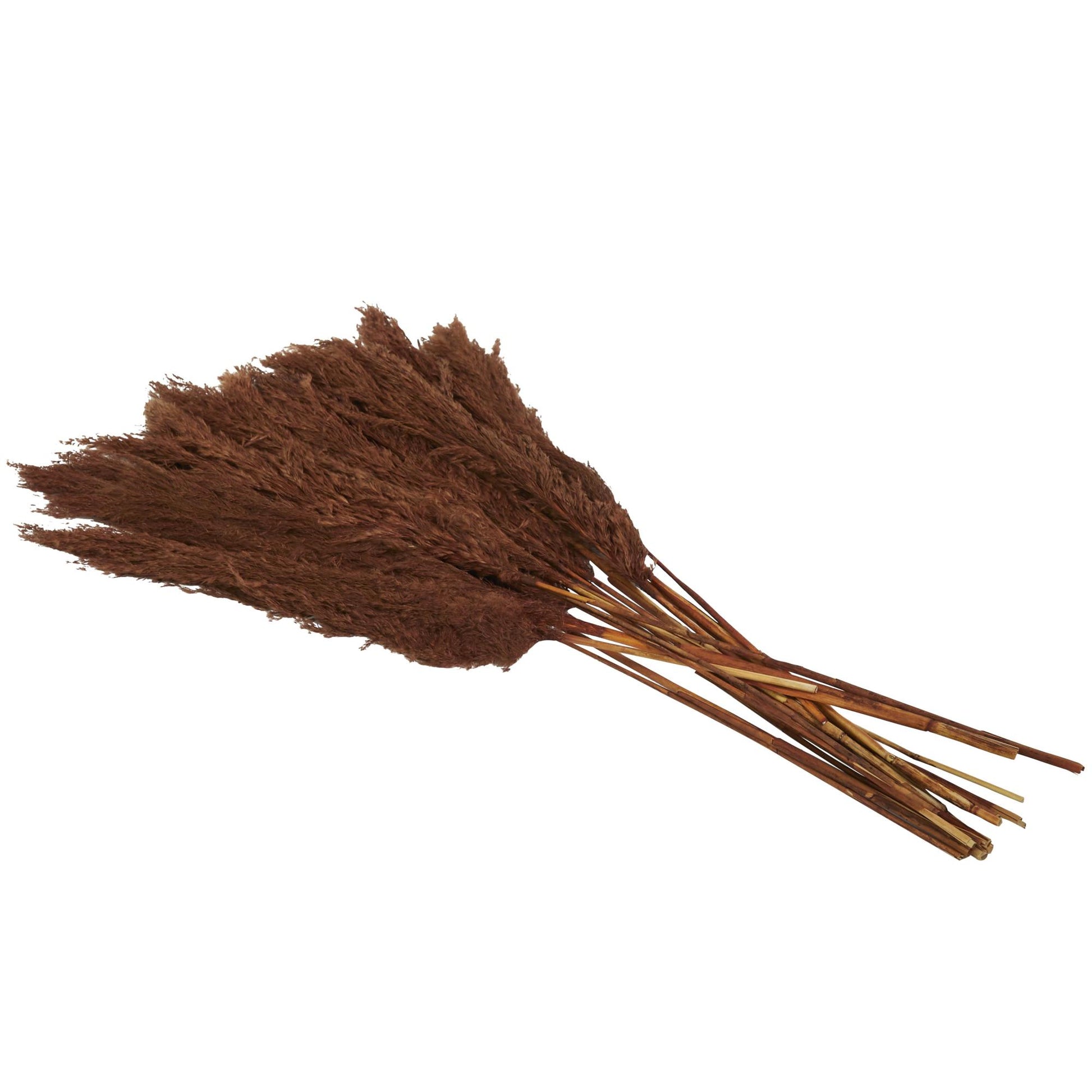 Pampas Dried Plant Grass Home Decor Natural Foliage with Long Stems