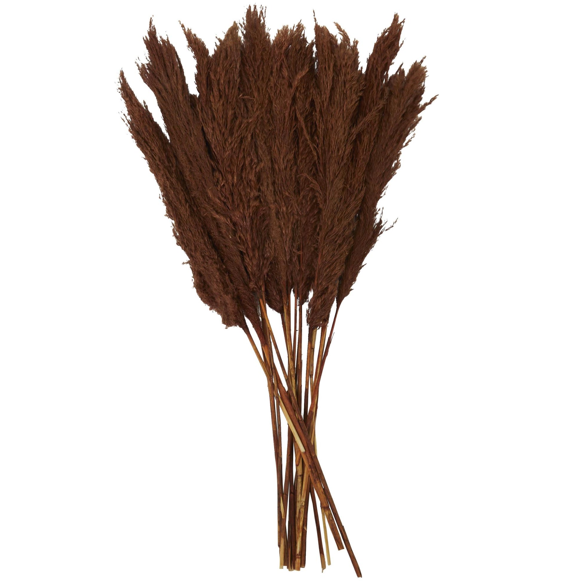 Pampas Dried Plant Grass Home Decor Natural Foliage with Long Stems