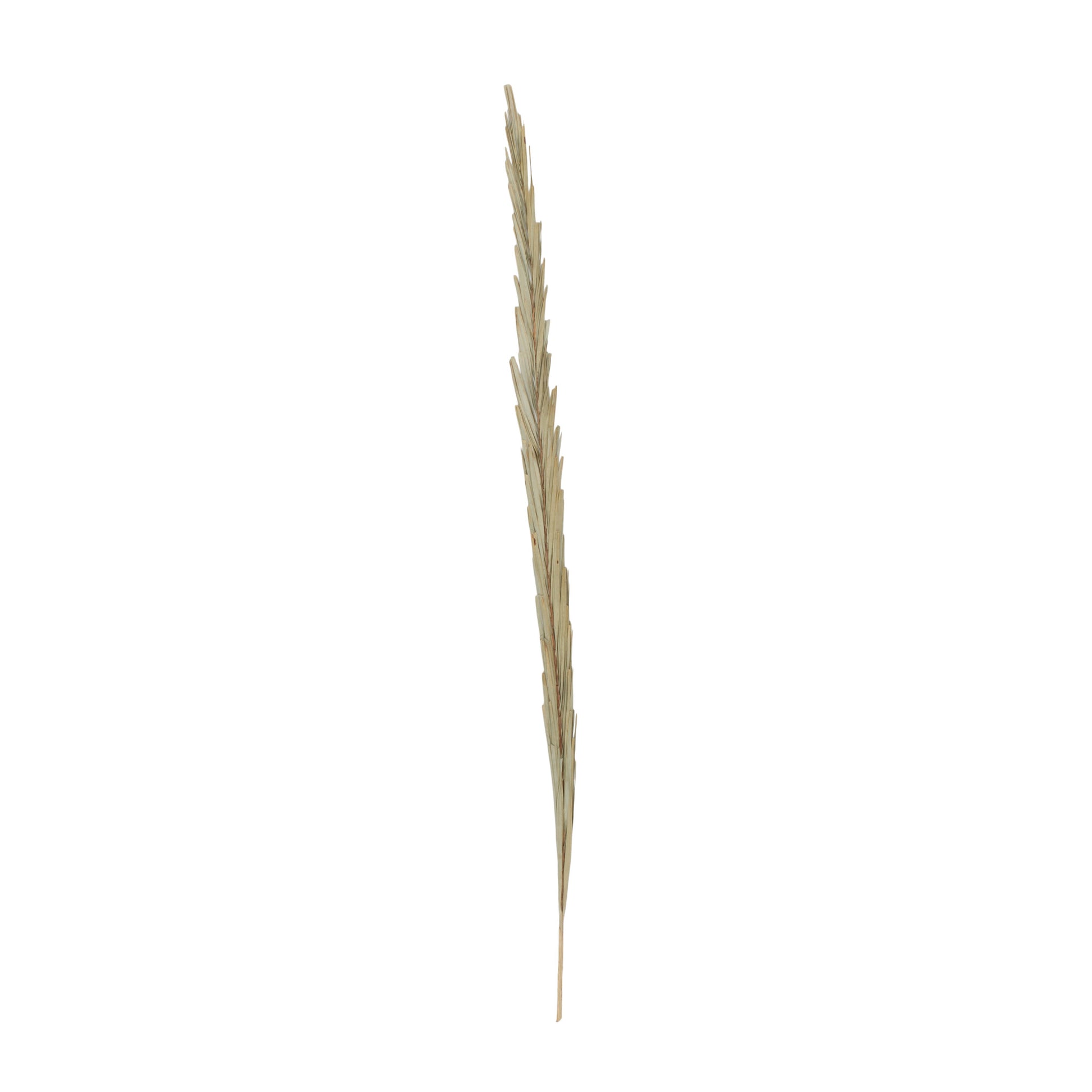 Palm Leaf Tall Home Decor Natural Foliage 5" x 5" x 60"