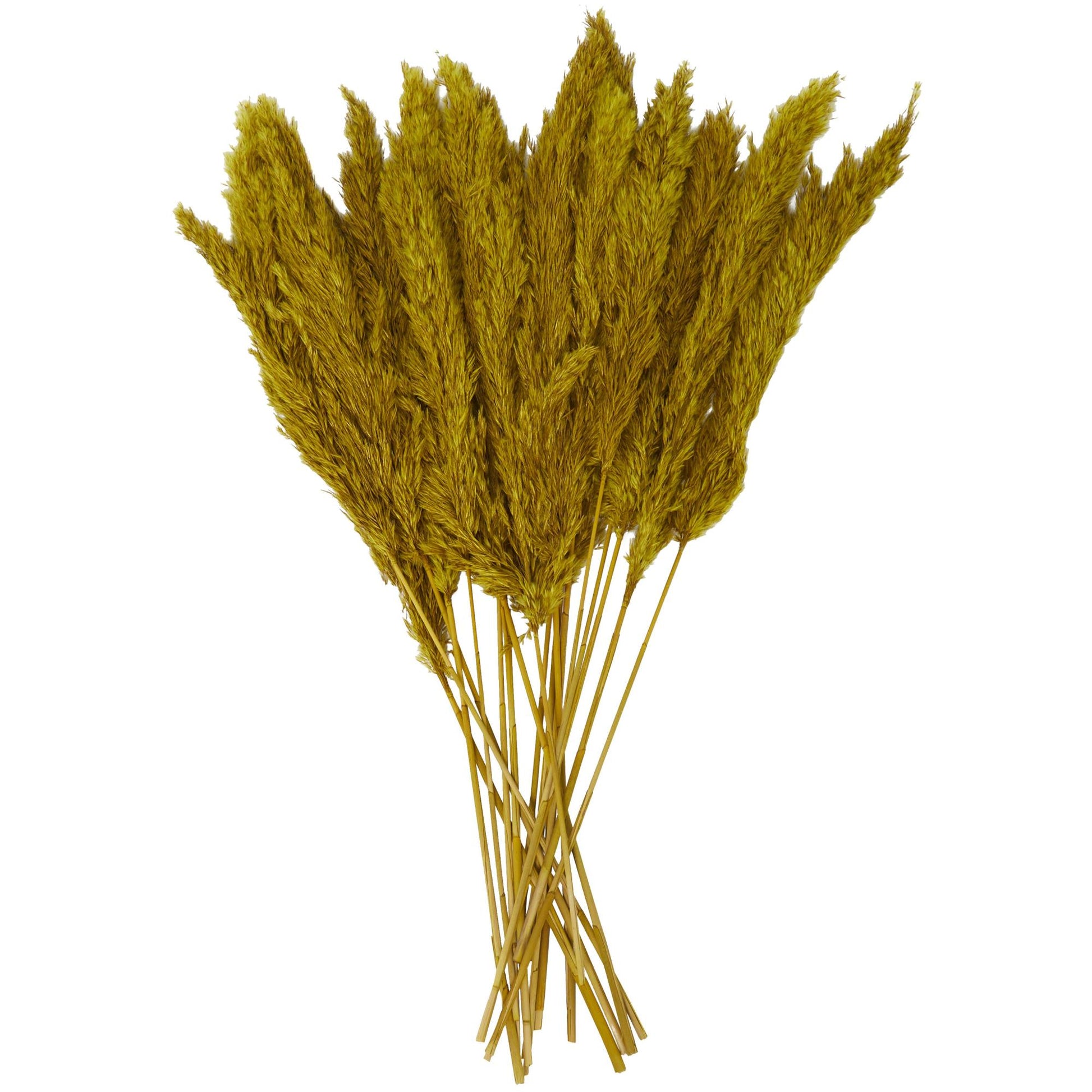 Pampas Dried Plant Grass Home Decor Natural Foliage with Long Stems