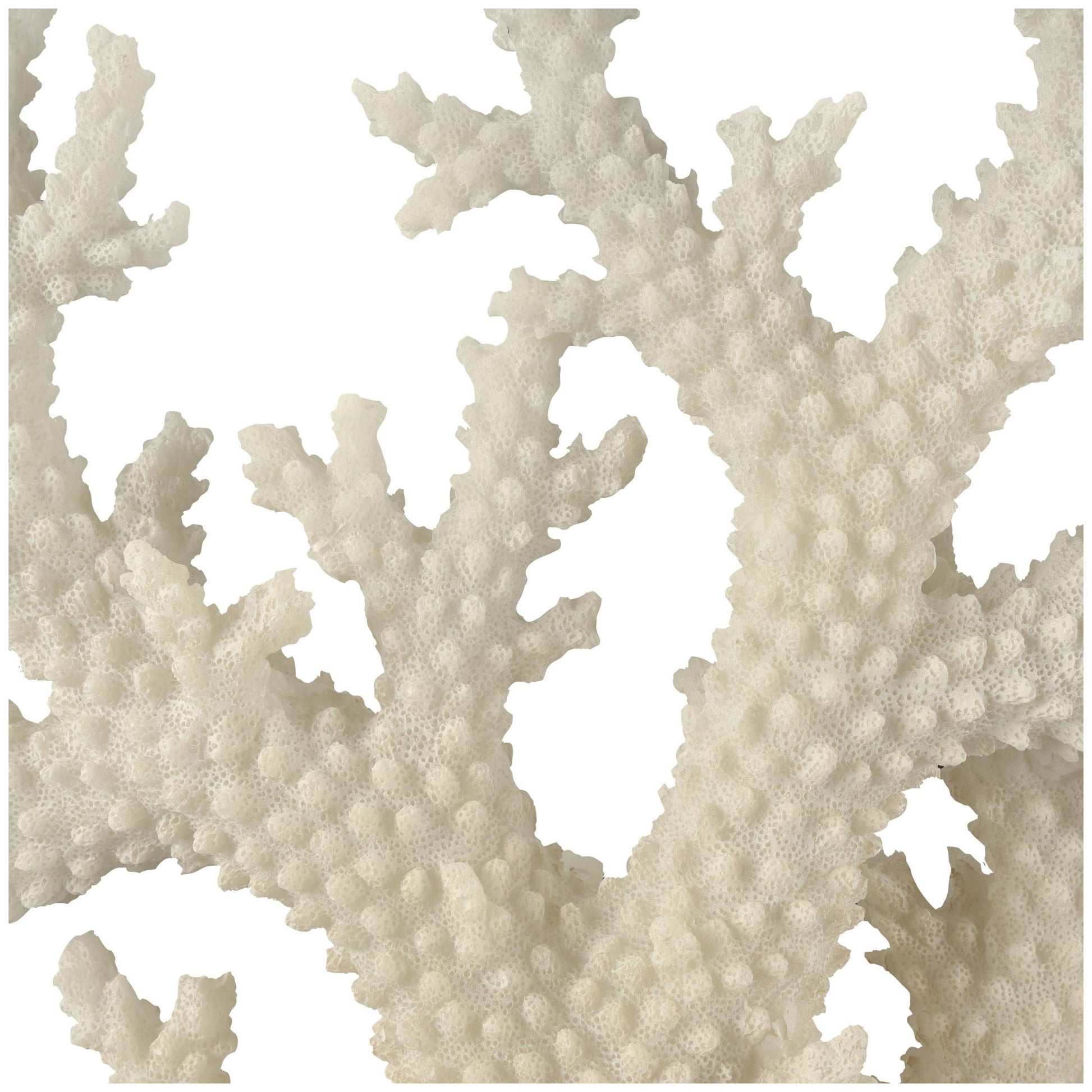 Coral Cream Polystone Decorative Sculpture with Clear Acrylic Base