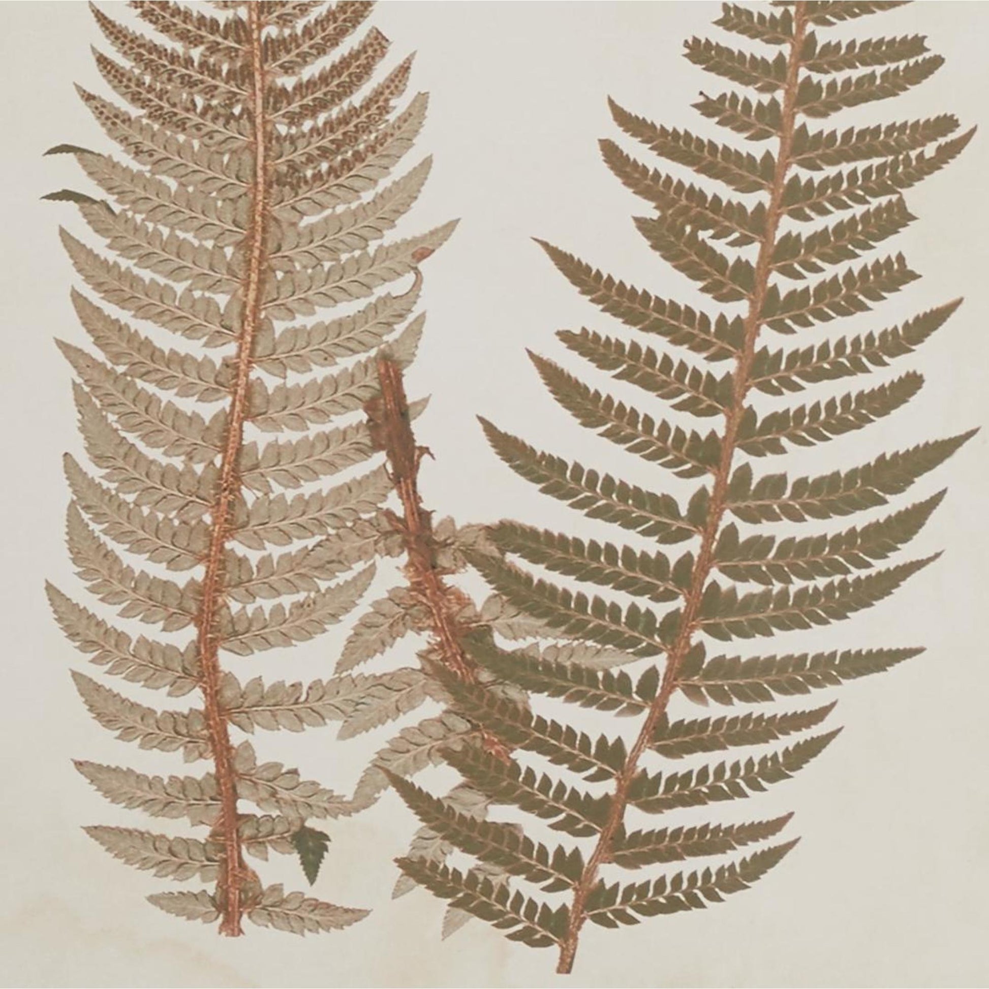 Set of 2 Leaf Brown Wood Fern Home Shadow Box with Beige Backing