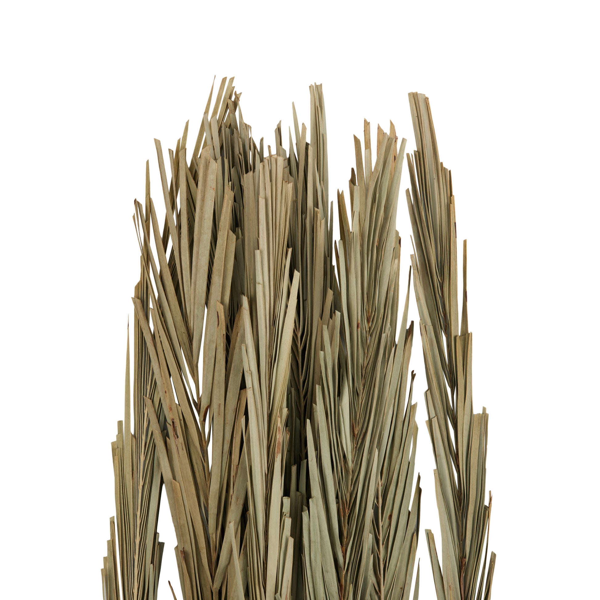 Palm Leaf Tall Home Decor Natural Foliage 5" x 5" x 60"