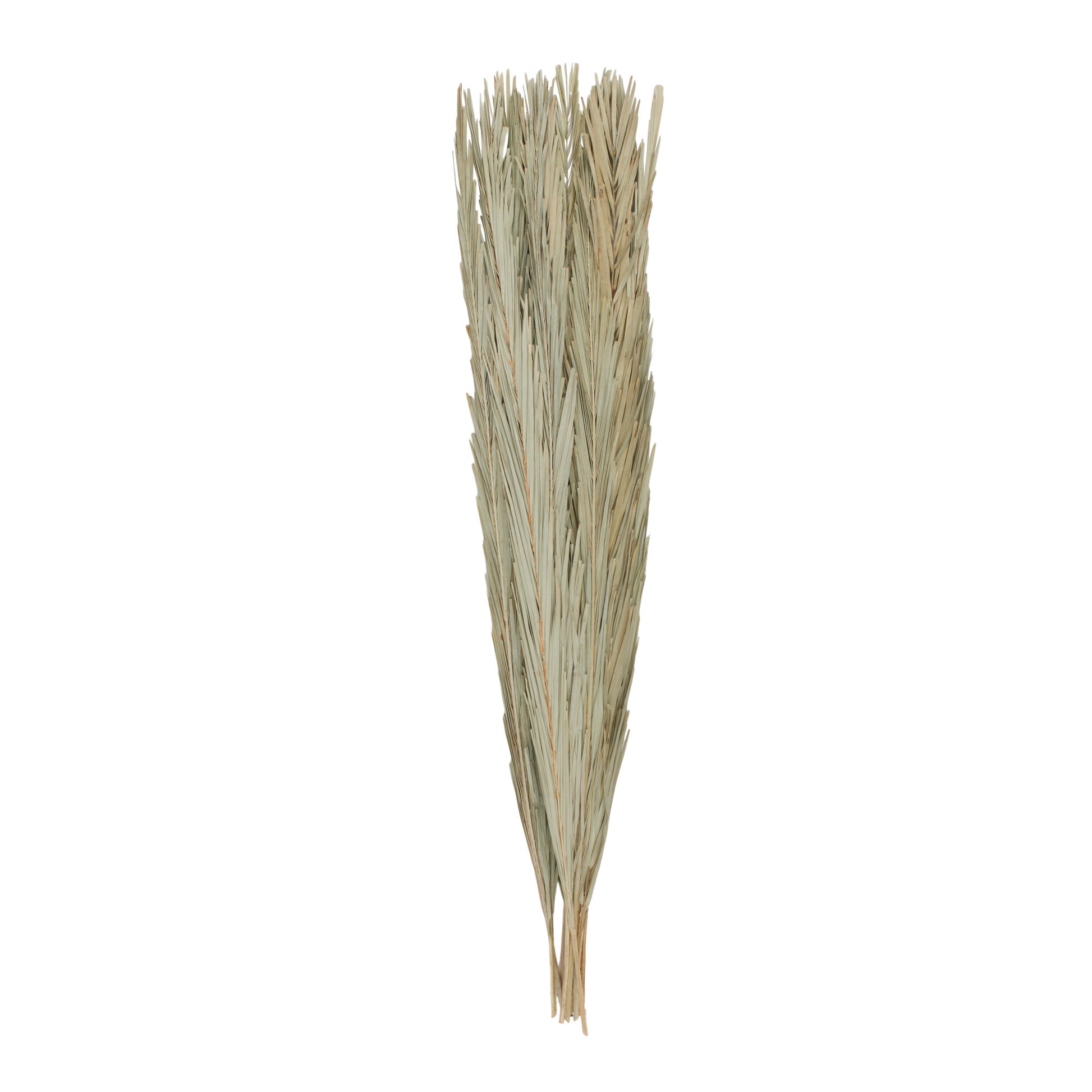 Palm Leaf Tall Home Decor Natural Foliage 5" x 5" x 60"