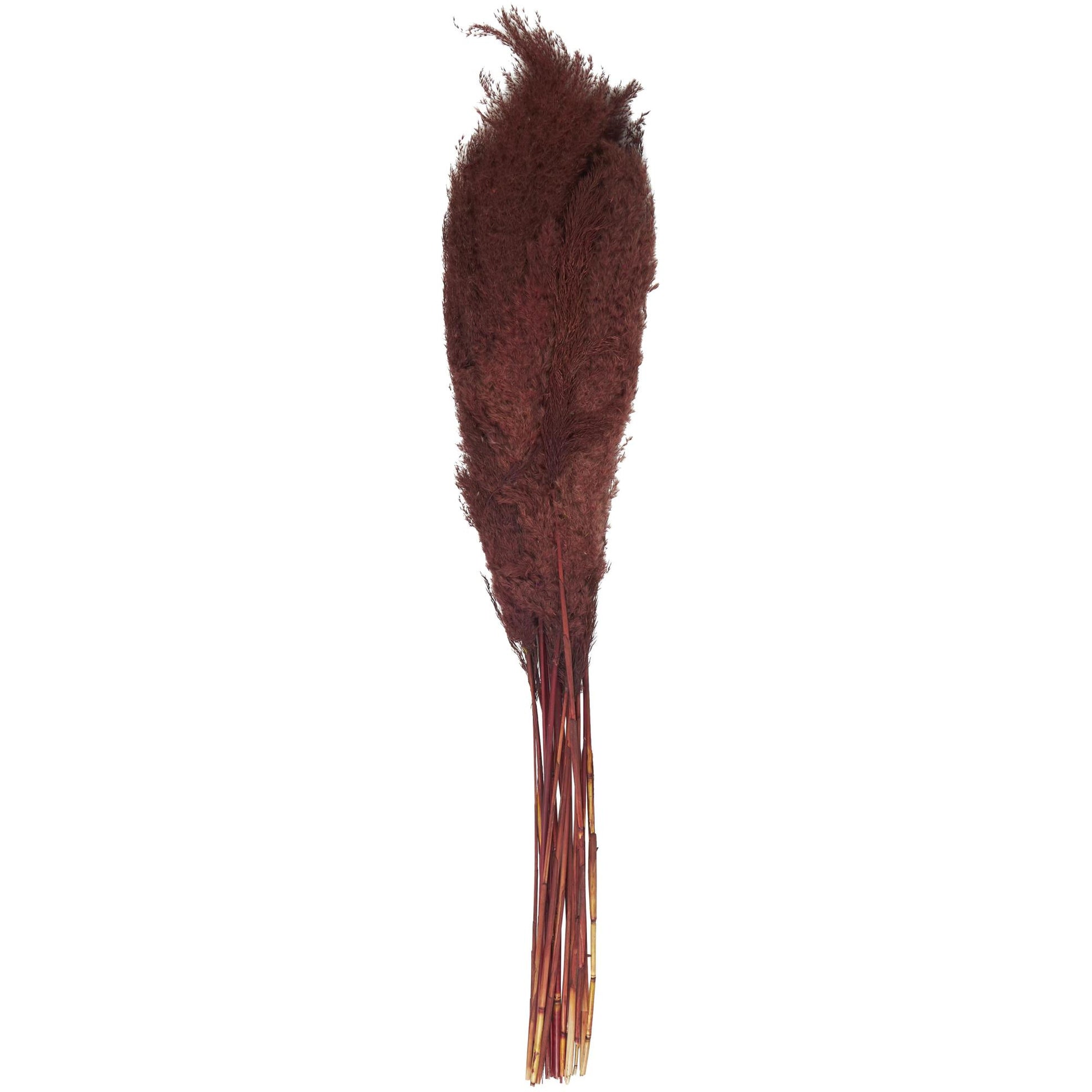 Pampas Dried Plant Grass Home Decor Natural Foliage with Long Stems