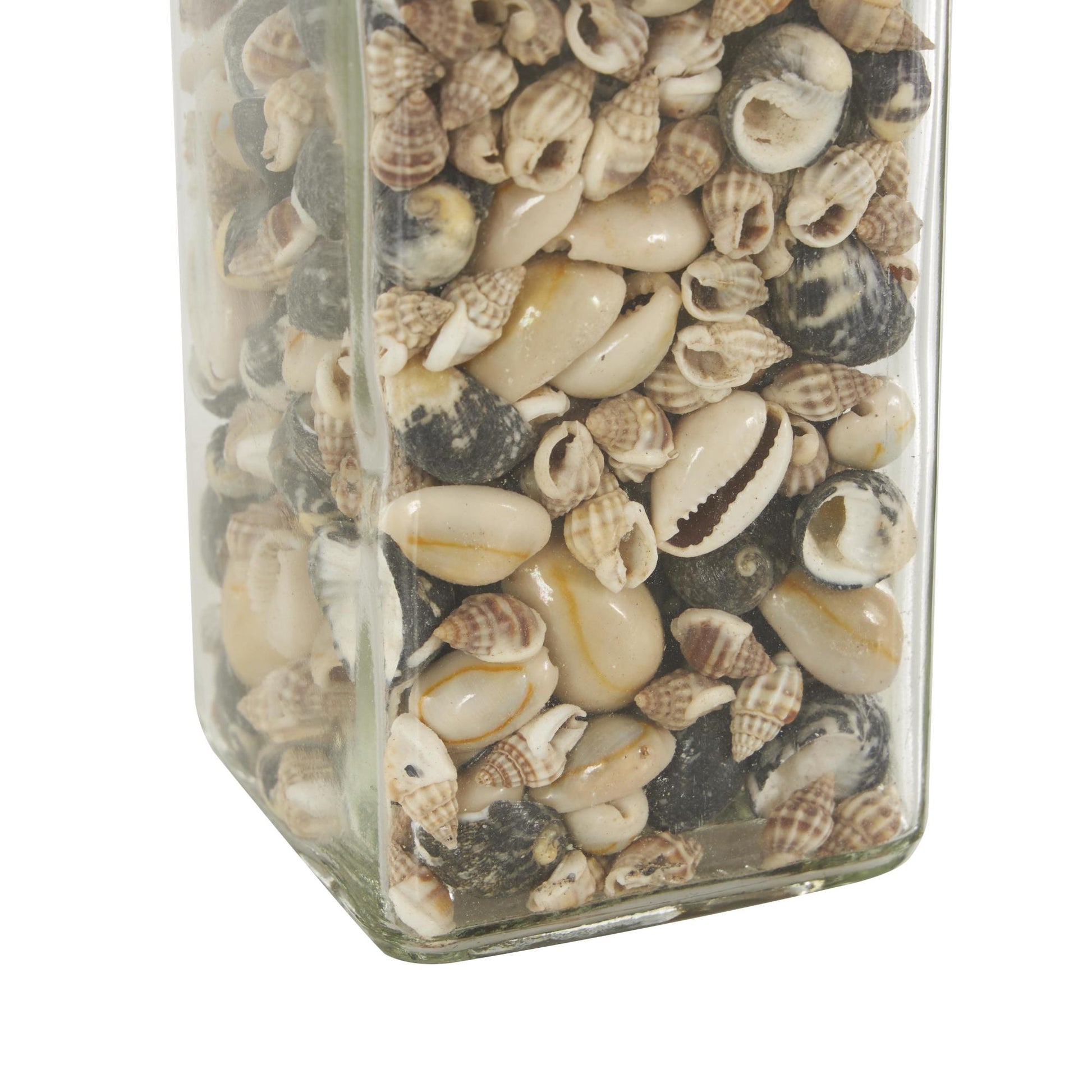 Set of 3 Clear Glass Decorative Orbs & Vase Filler with Seashells and Jute Rope Accents