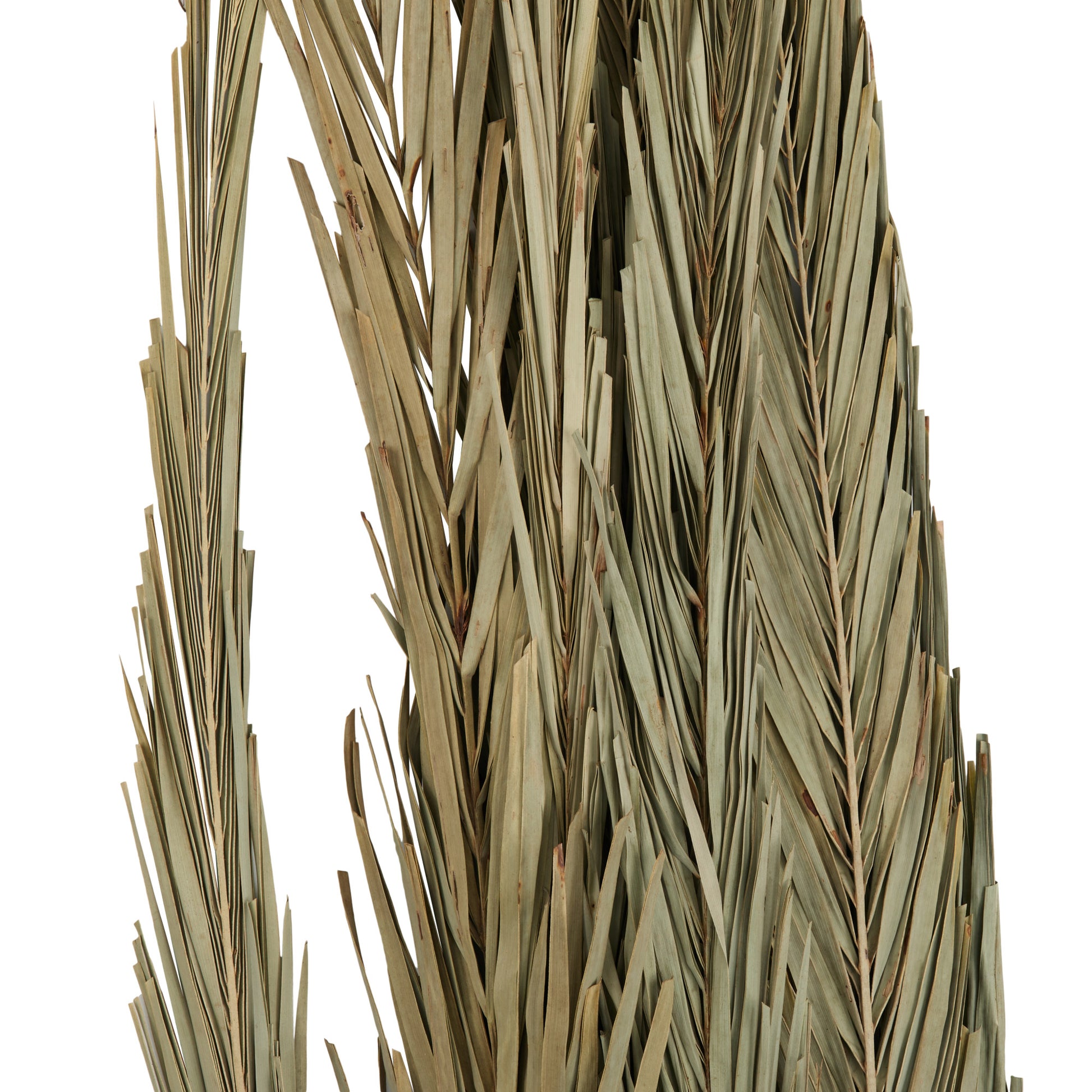 Palm Leaf Tall Home Decor Natural Foliage 5" x 5" x 60"