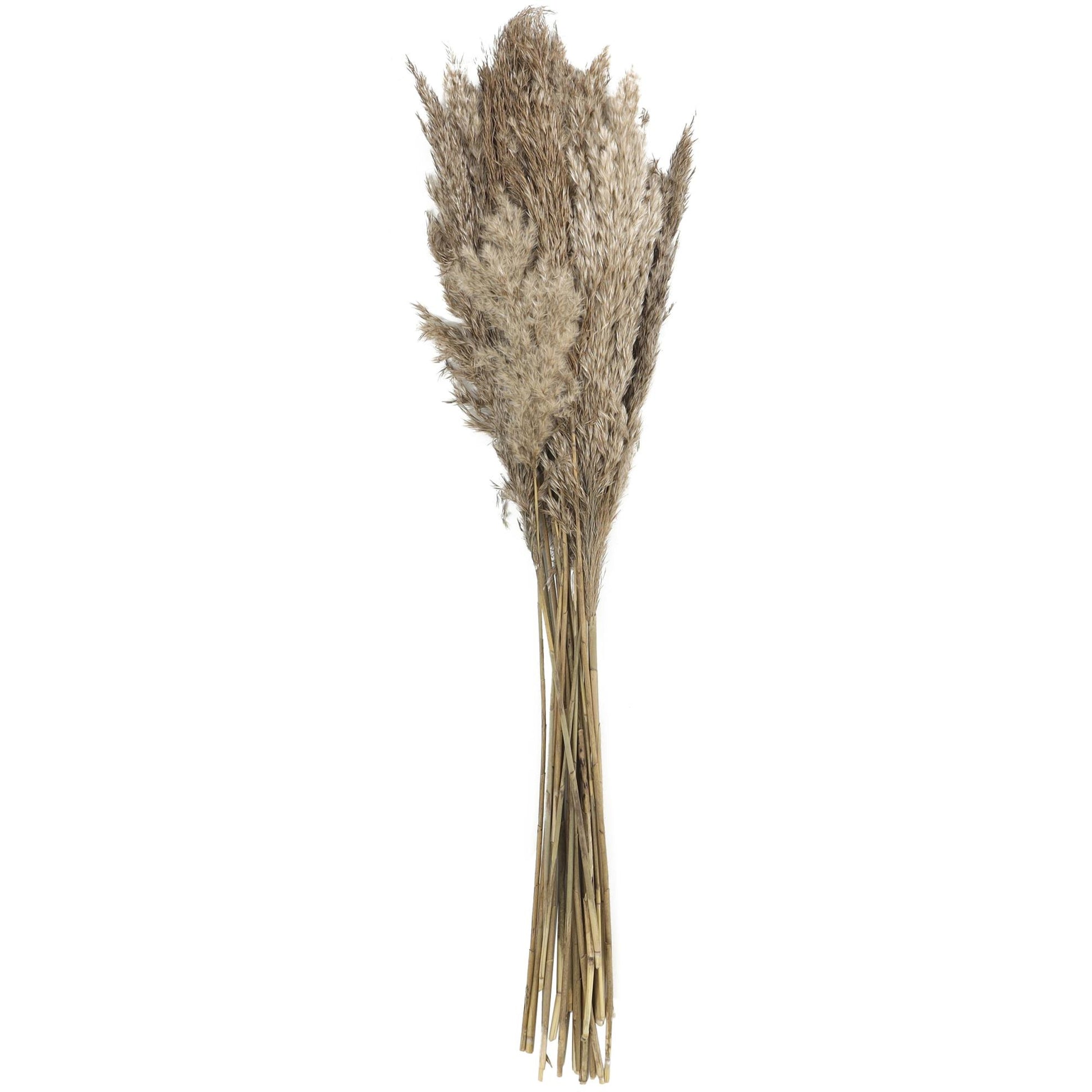 Pampas Dried Plant Grass Home Decor Natural Foliage with Long Stems