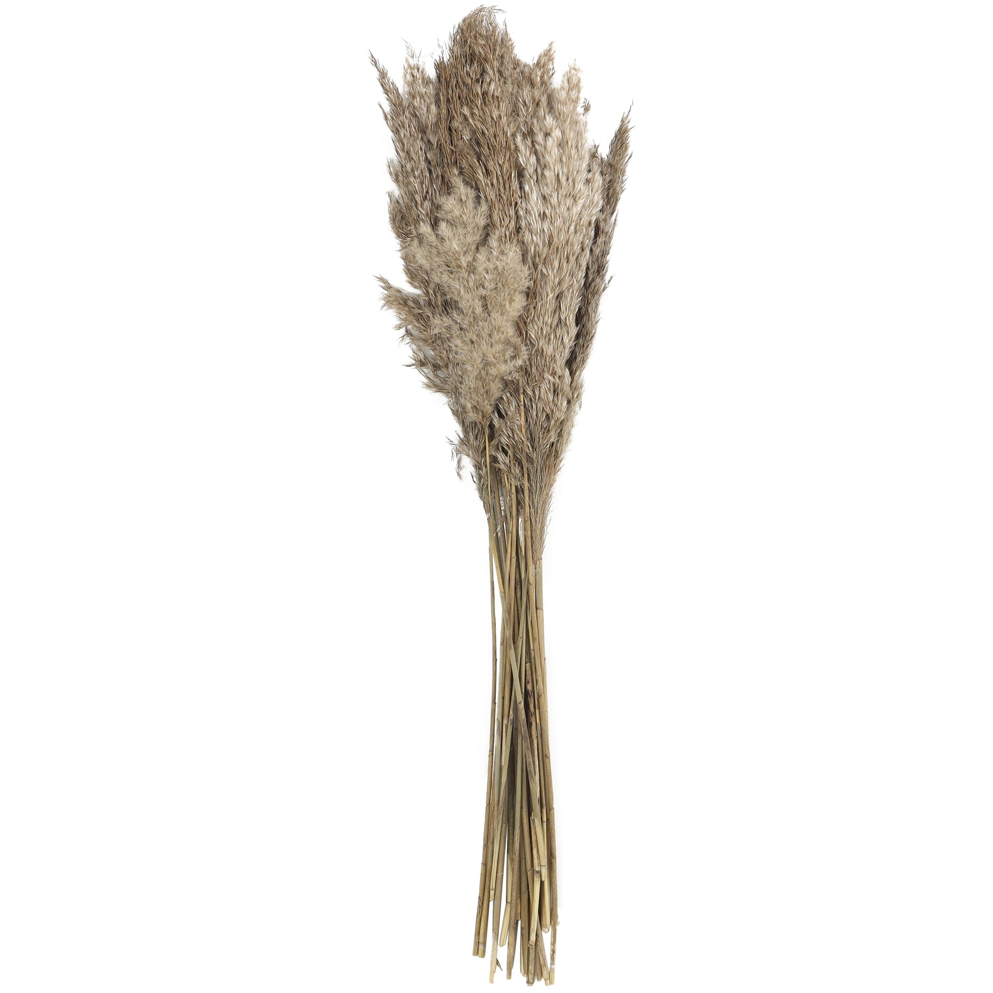 Pampas Dried Plant Grass Home Decor Natural Foliage with Long Stems