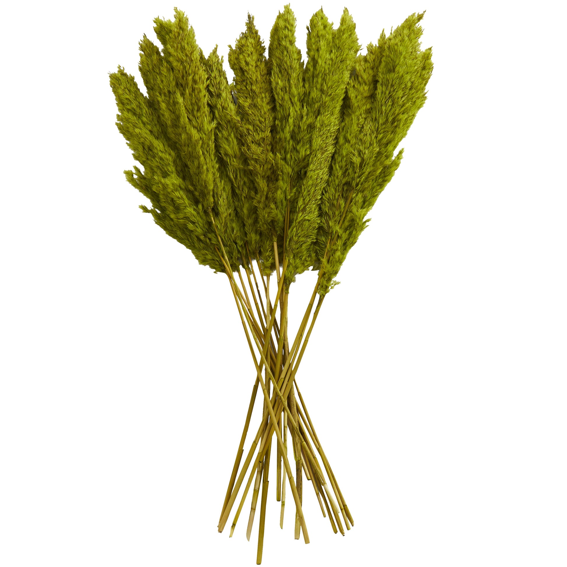 Pampas Dried Plant Grass Home Decor Natural Foliage with Long Stems
