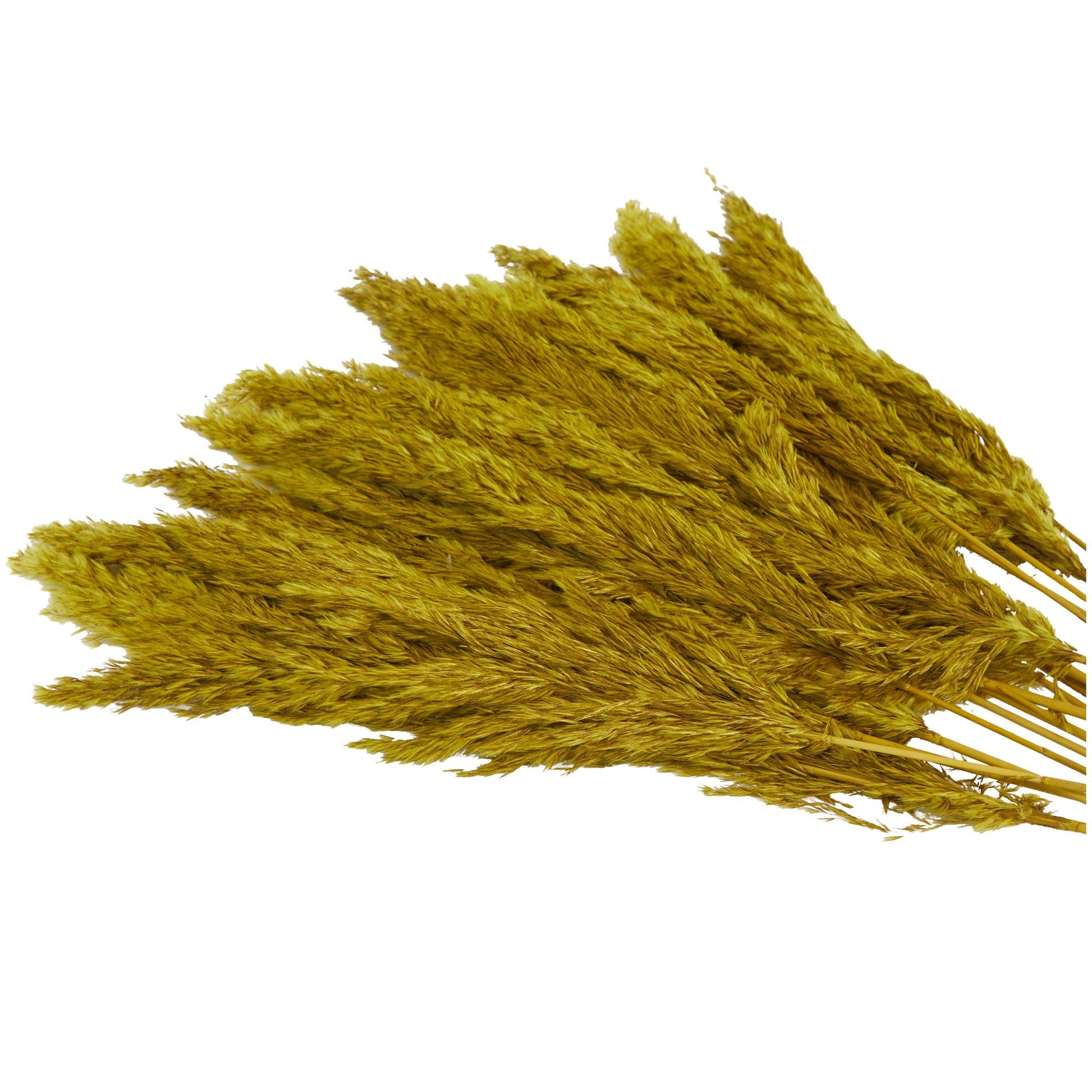 Pampas Dried Plant Grass Home Decor Natural Foliage with Long Stems