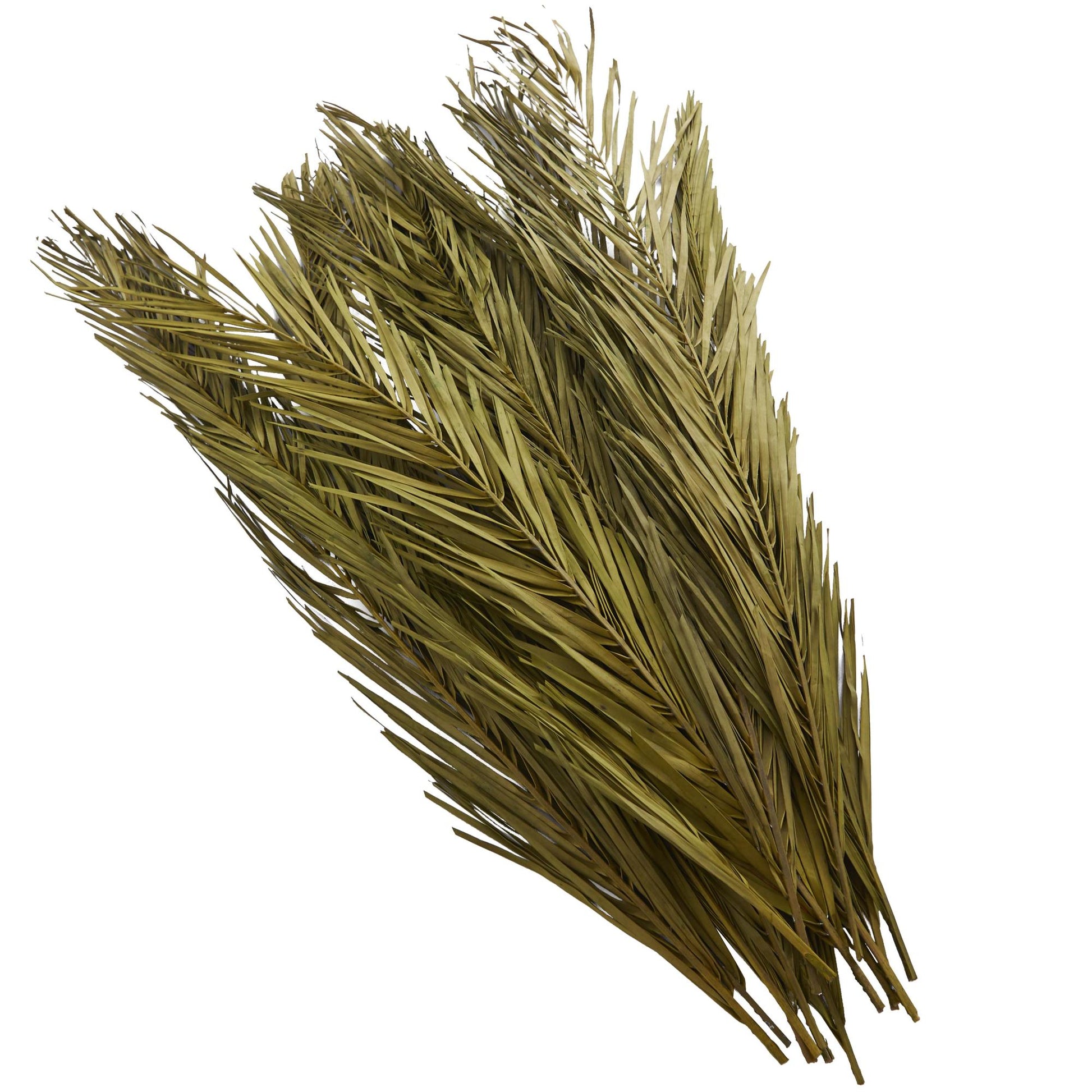 Palm Leaf Dried Plant Tall Home Decor Natural Foliage with Grass and Feather Inspired Stems