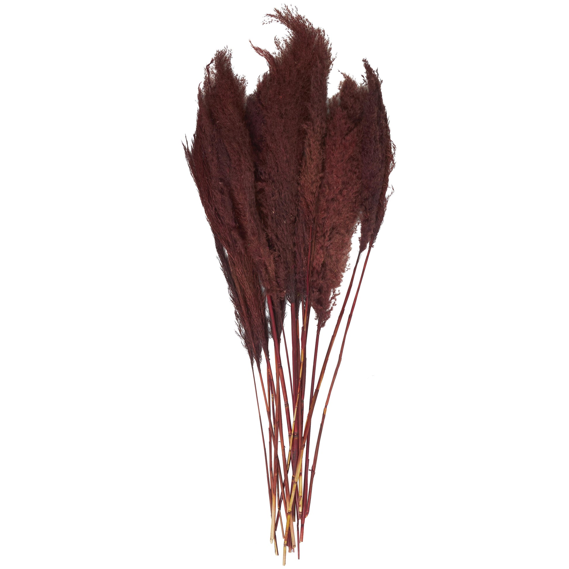 Pampas Dried Plant Grass Home Decor Natural Foliage with Long Stems