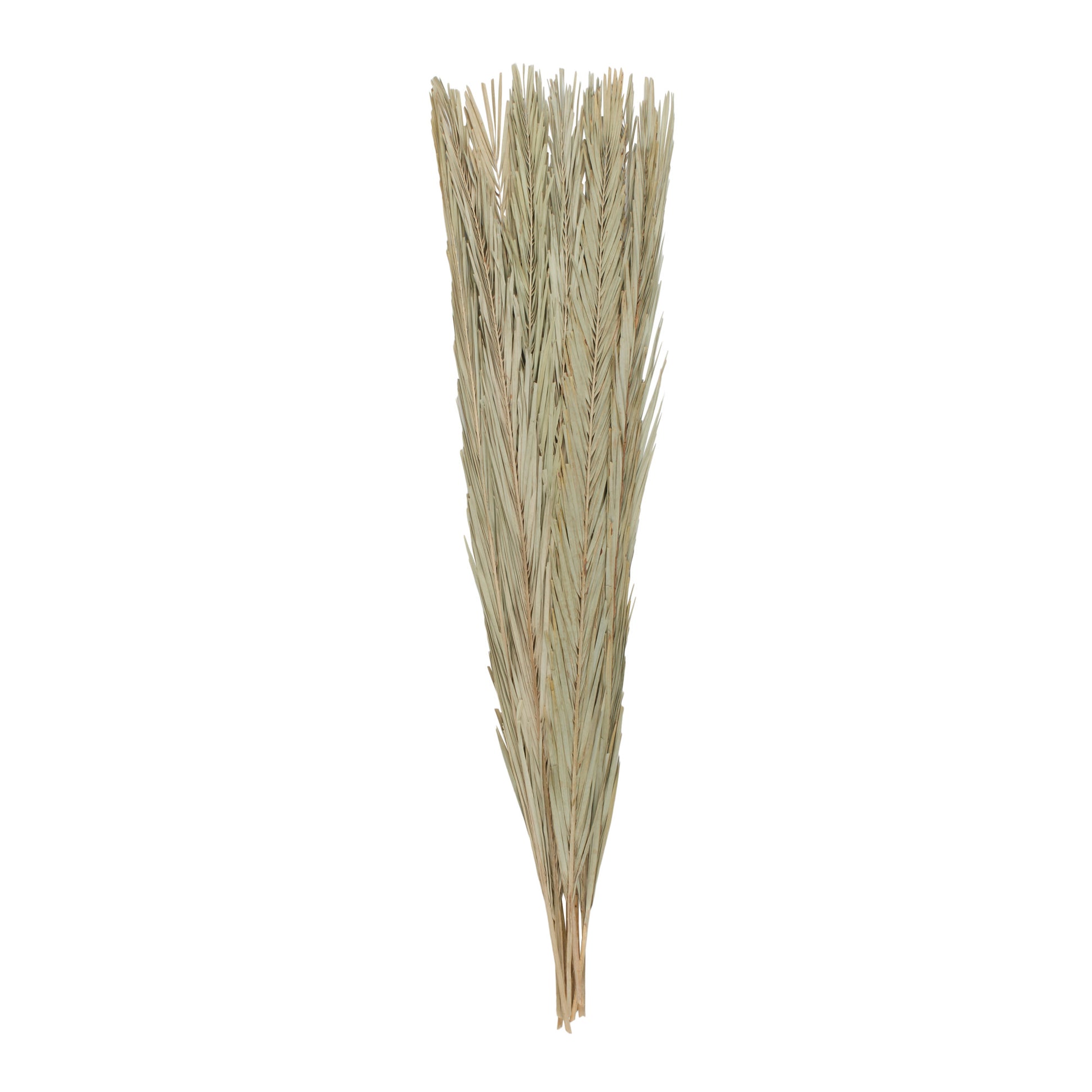 Palm Leaf Tall Home Decor Natural Foliage 5" x 5" x 60"