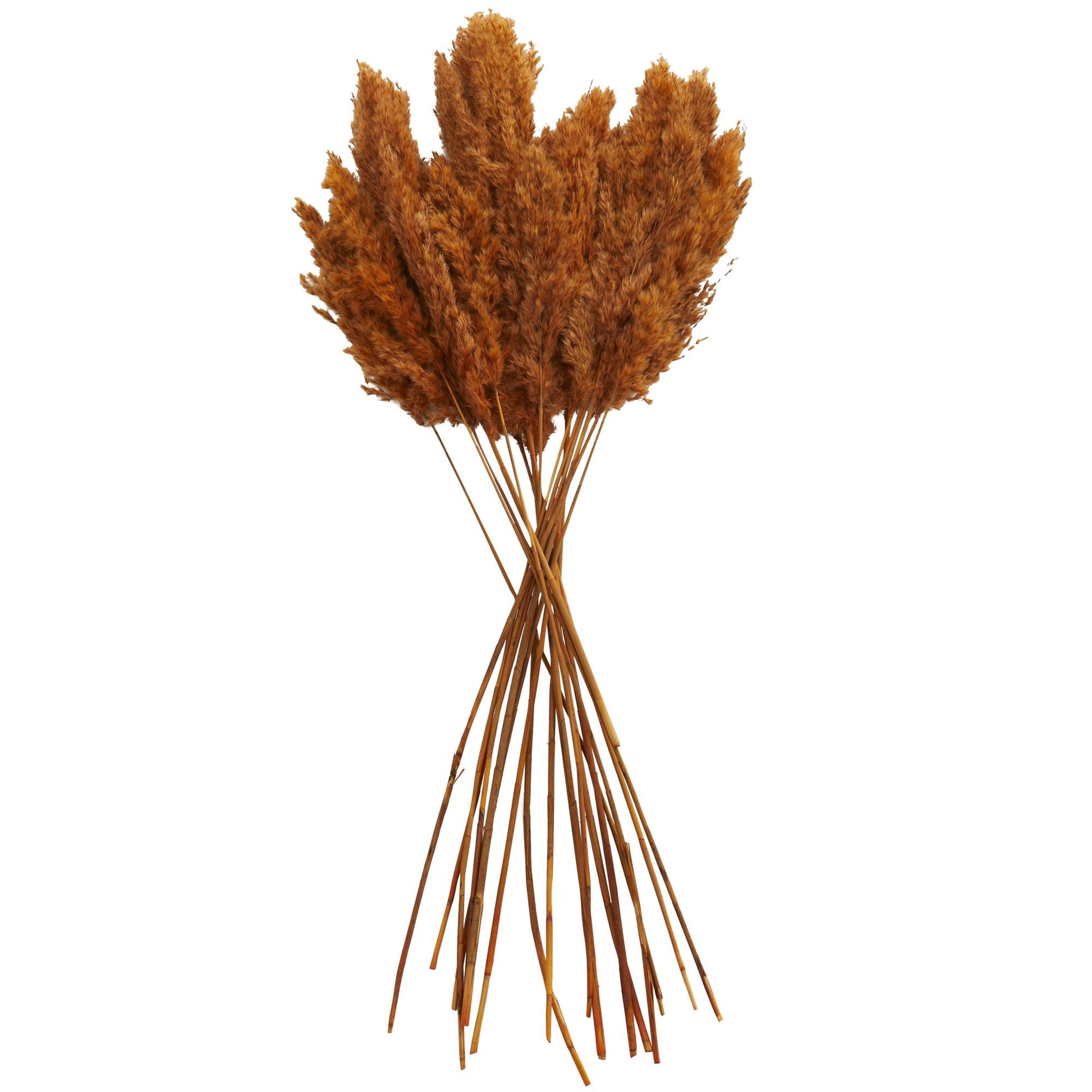 Pampas Dried Plant Grass Home Decor Natural Foliage with Long Stems